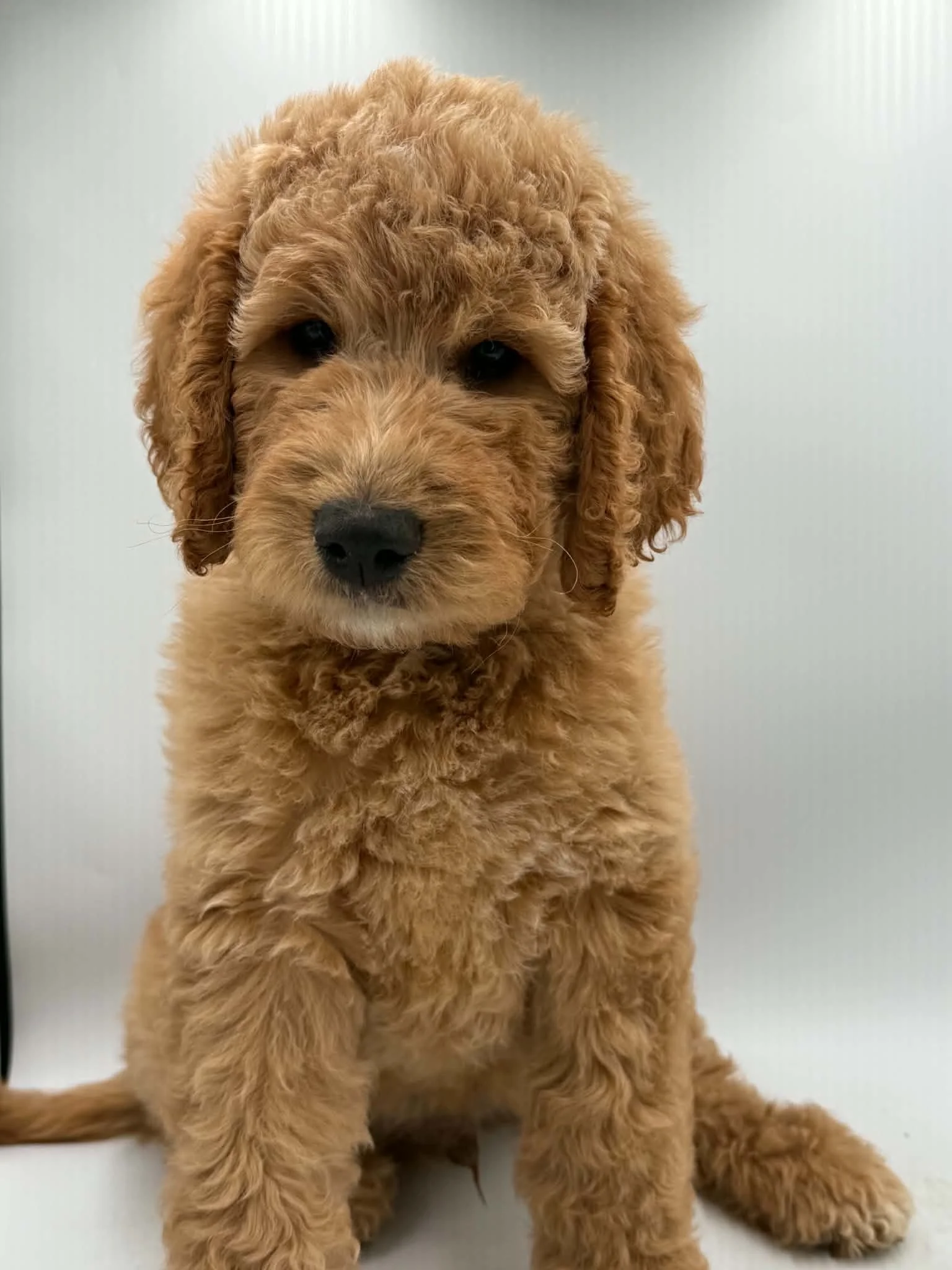 Simba - Male
