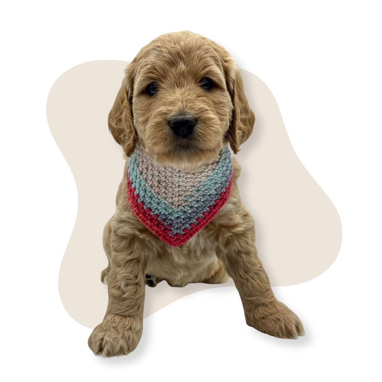 A cute groodle puppy sitting with a colorful knitted bandana around its neck