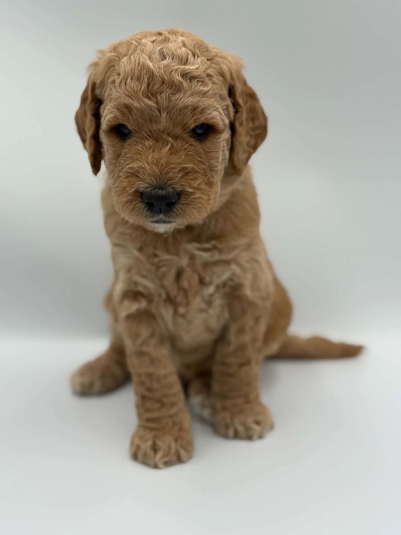 Simba