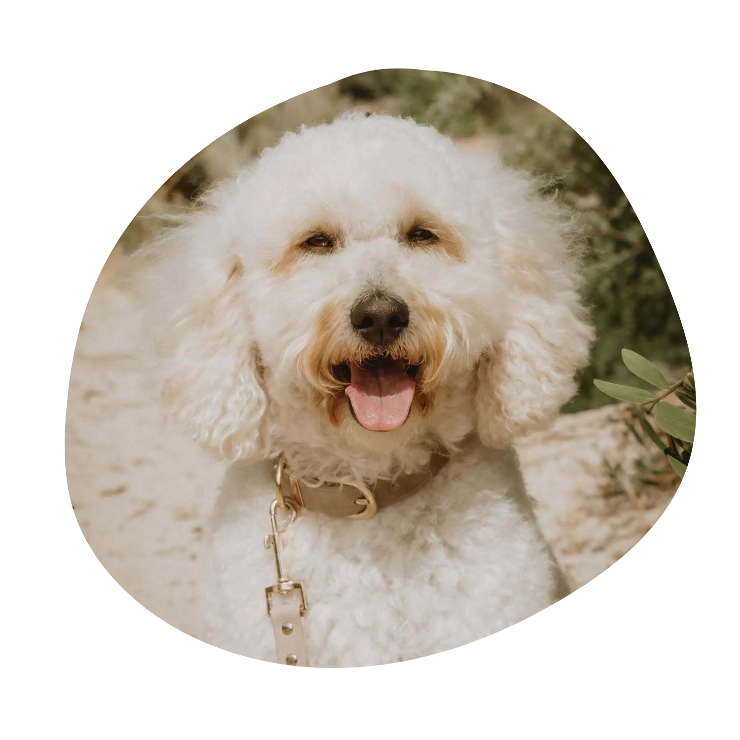 Rani the dog and the heart of Tigerlily groodles