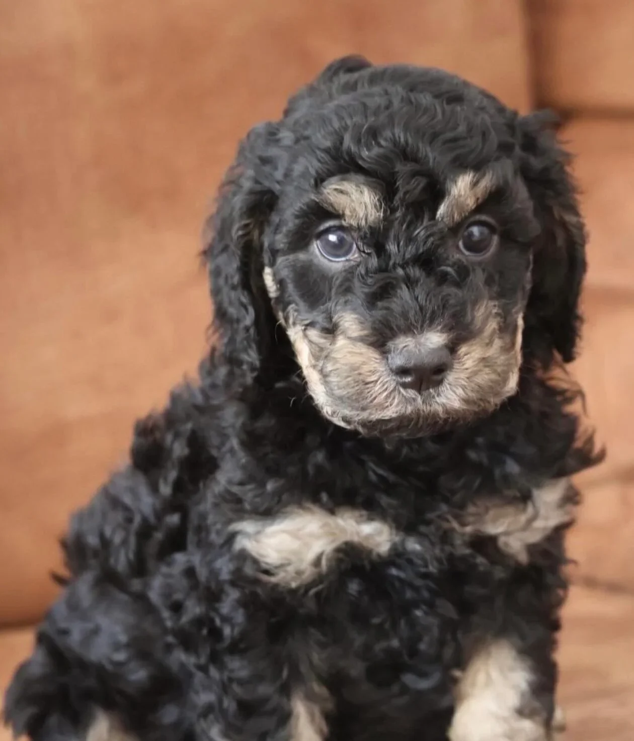 A black and tan groodle puppy with curly fur