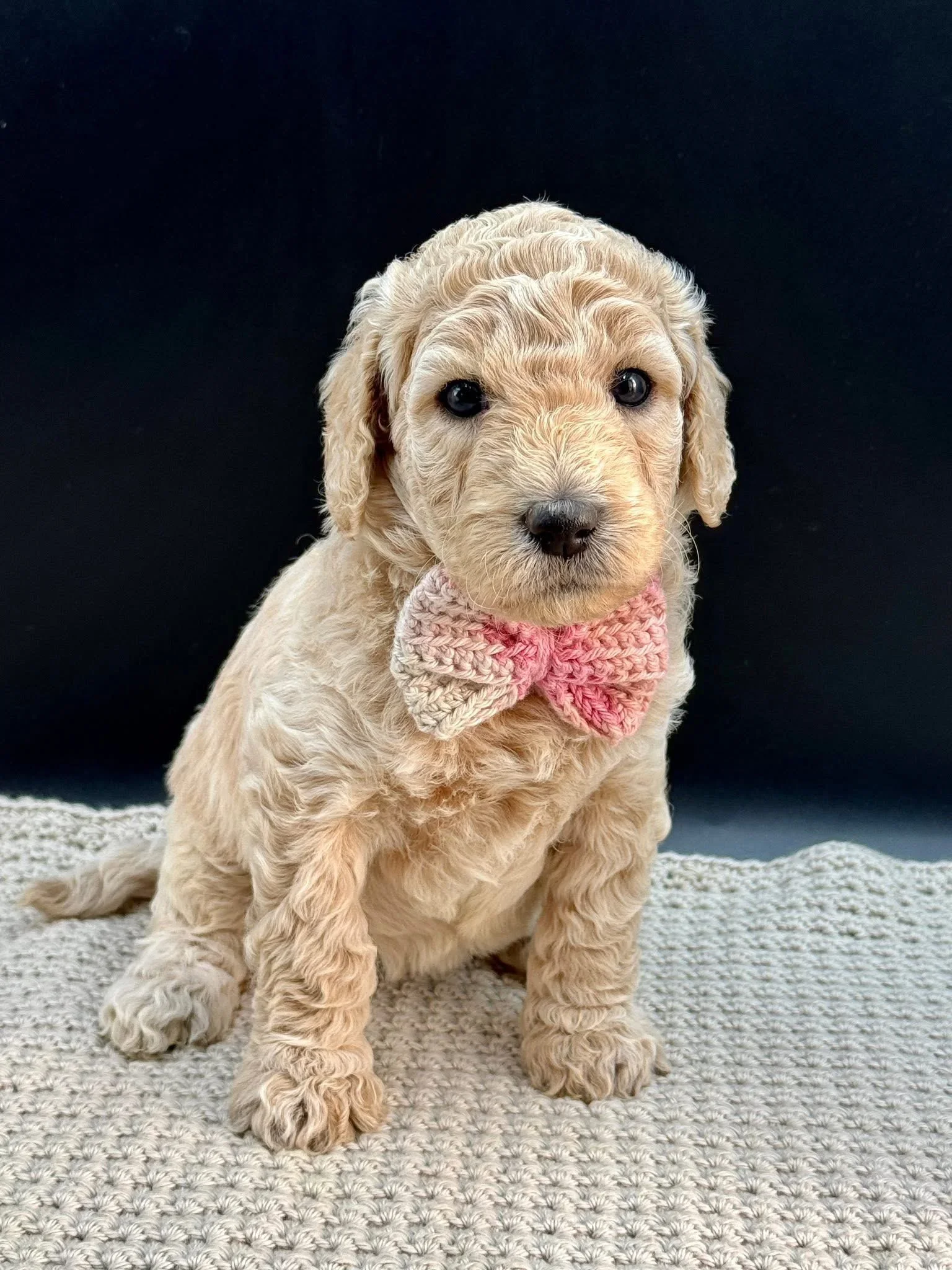 A light-colored groodle puppy with curly fur wearing a pink knitted bow tie around its neck.