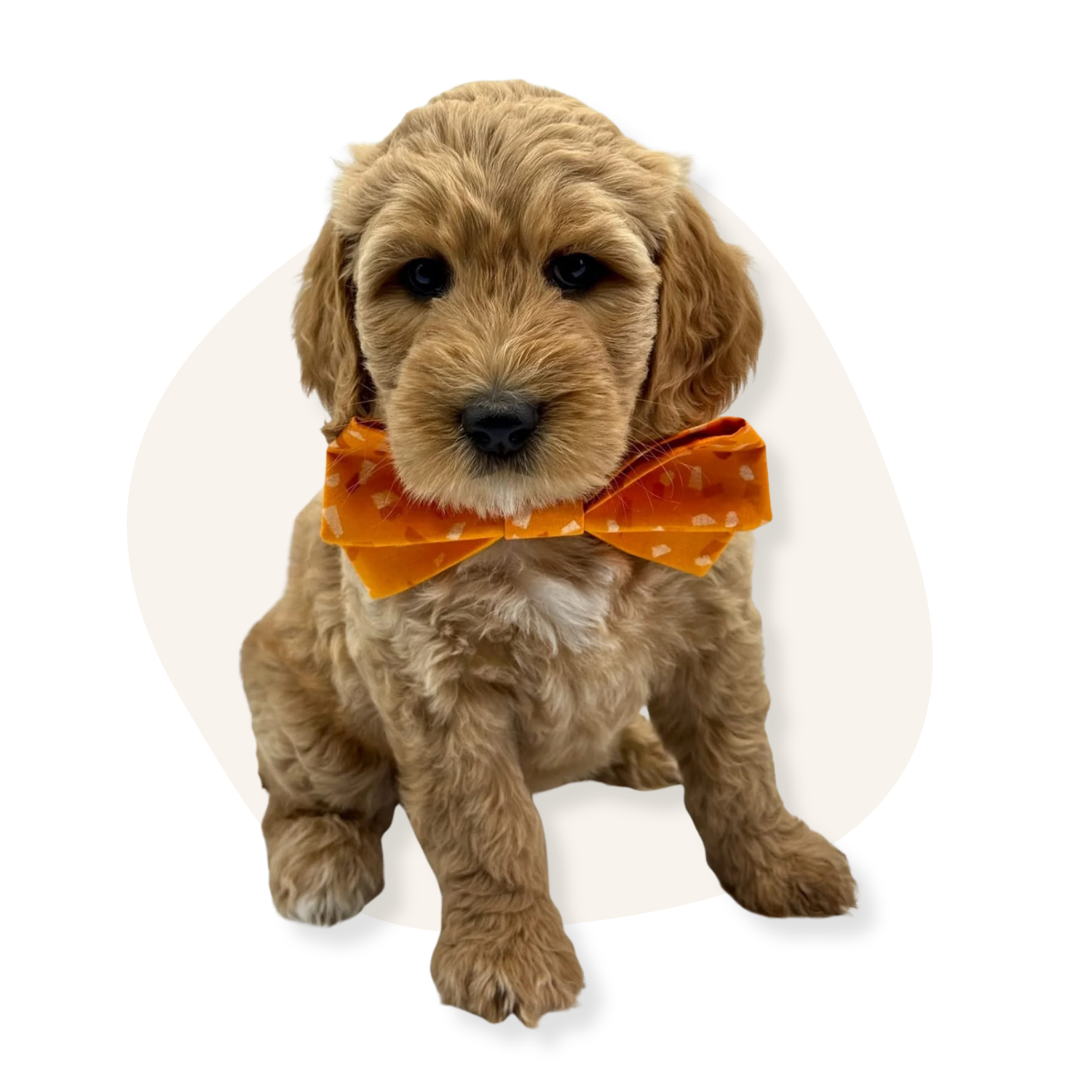 A groodle puppy with curly fur, wearing an orange bow tie with white polka dots