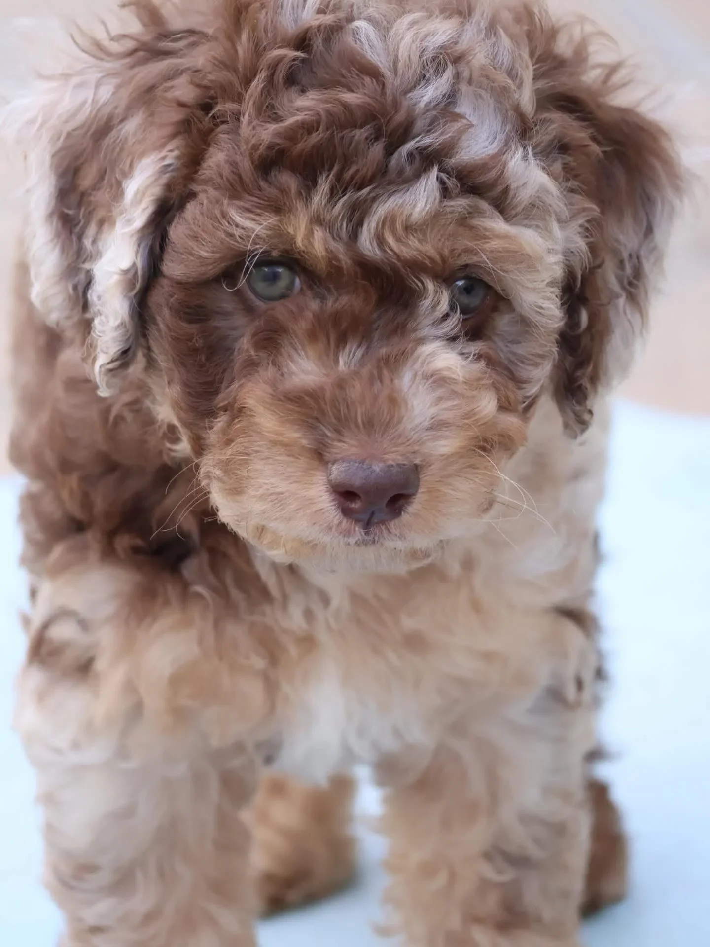 Close-up of a small, curly-haired groodle puppy with light brown and cream fur, blue eyes, and a curious expression.