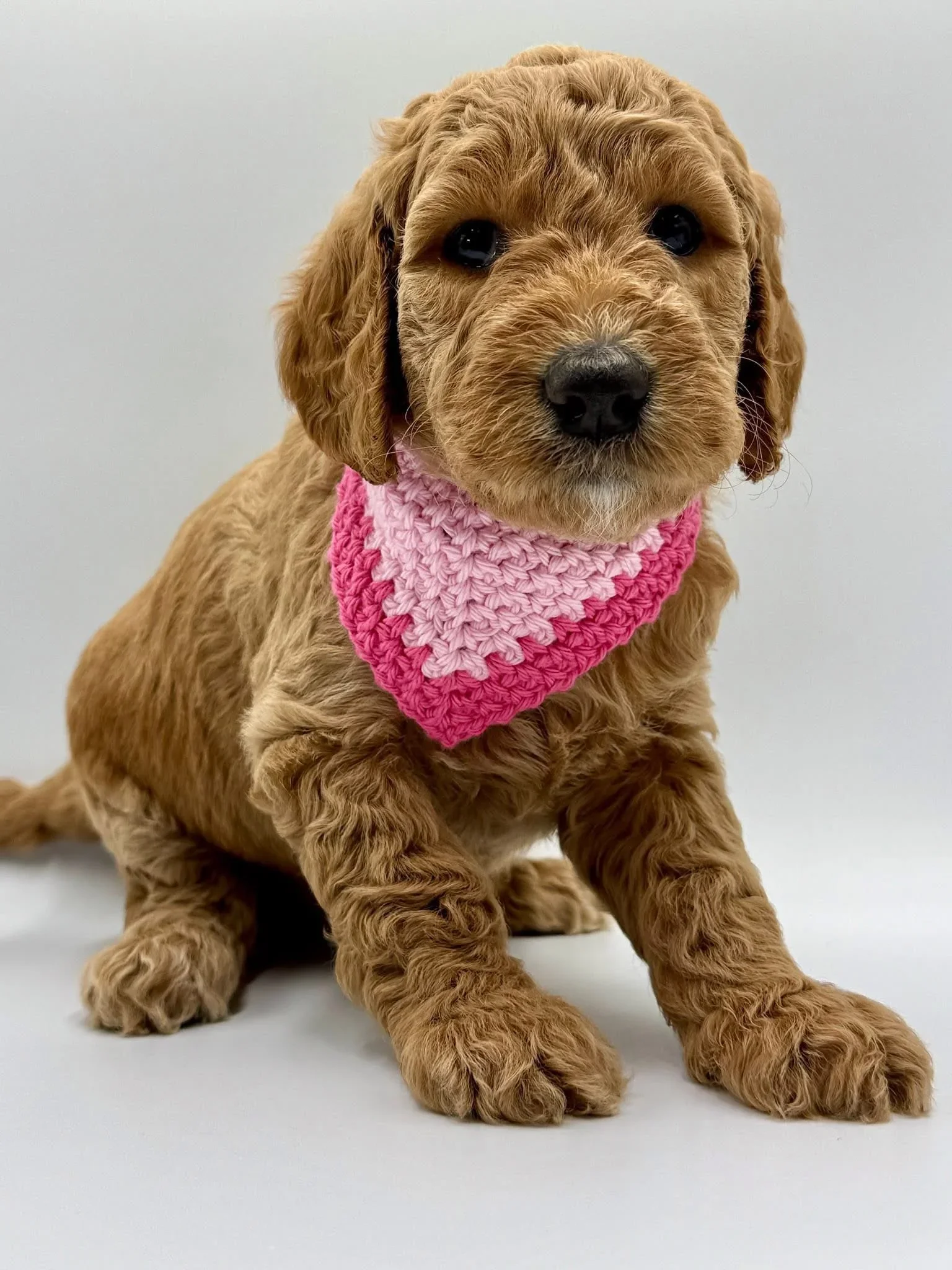 A cute groodle puppy with curly fur, wearing a pink knitted bandana.