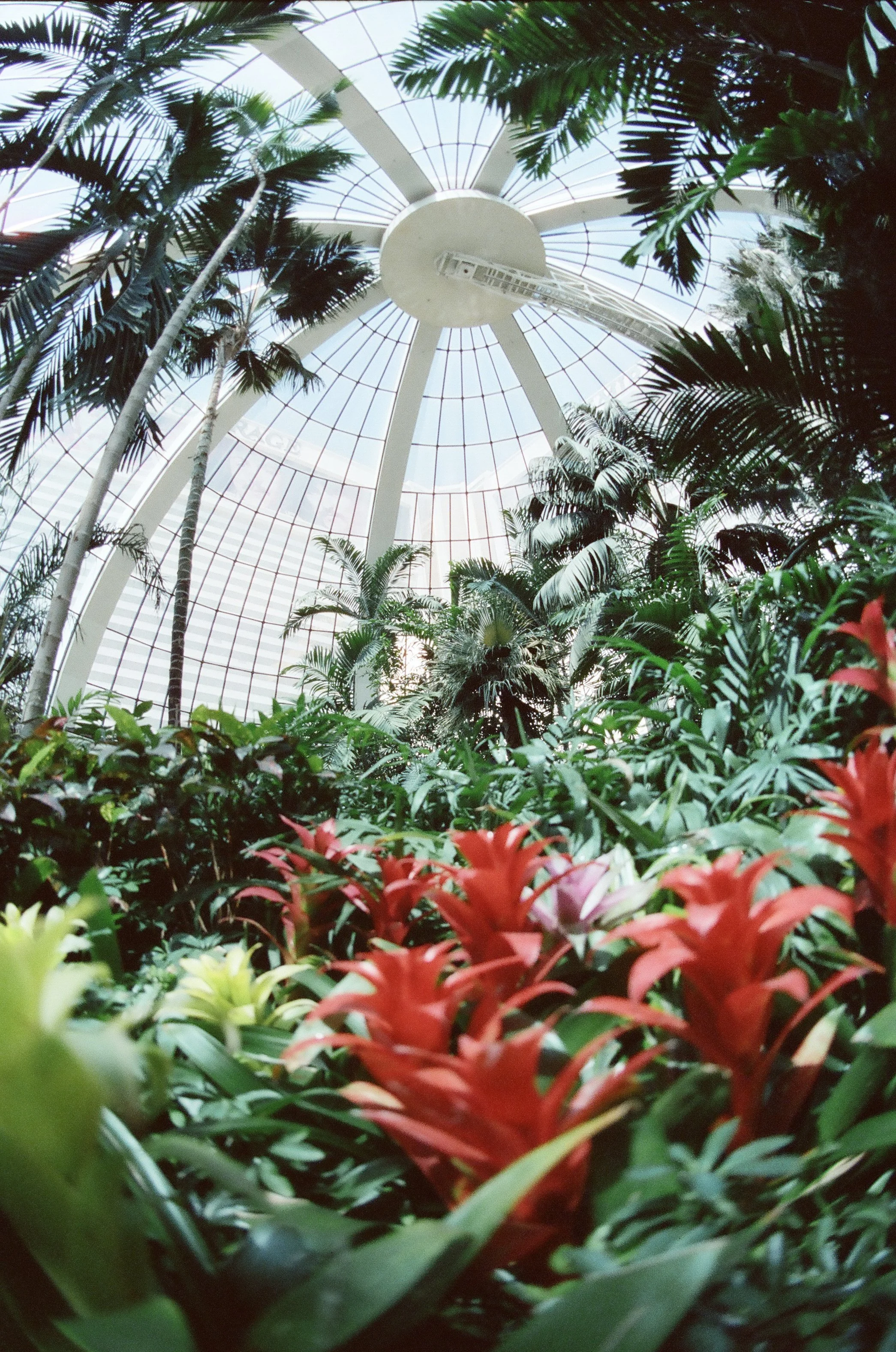 Interior view of a glass-domed greenhouse or botanical garden filled with tropical plants and colorful flowers, with a large circular glass ceiling in the background.
