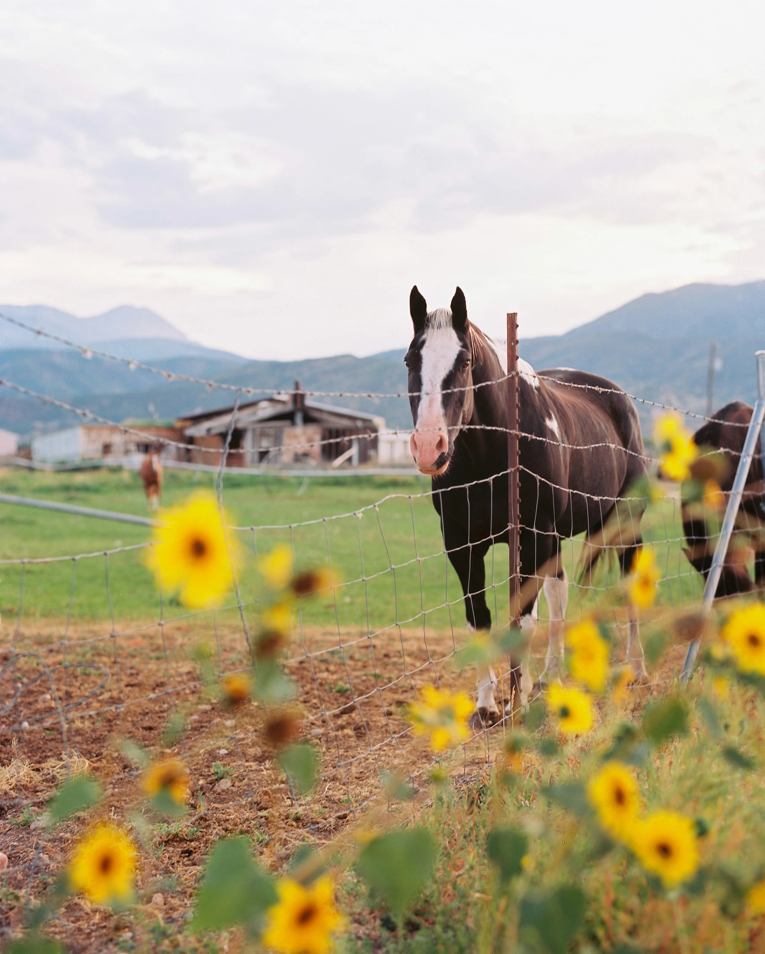ektar.jpg
