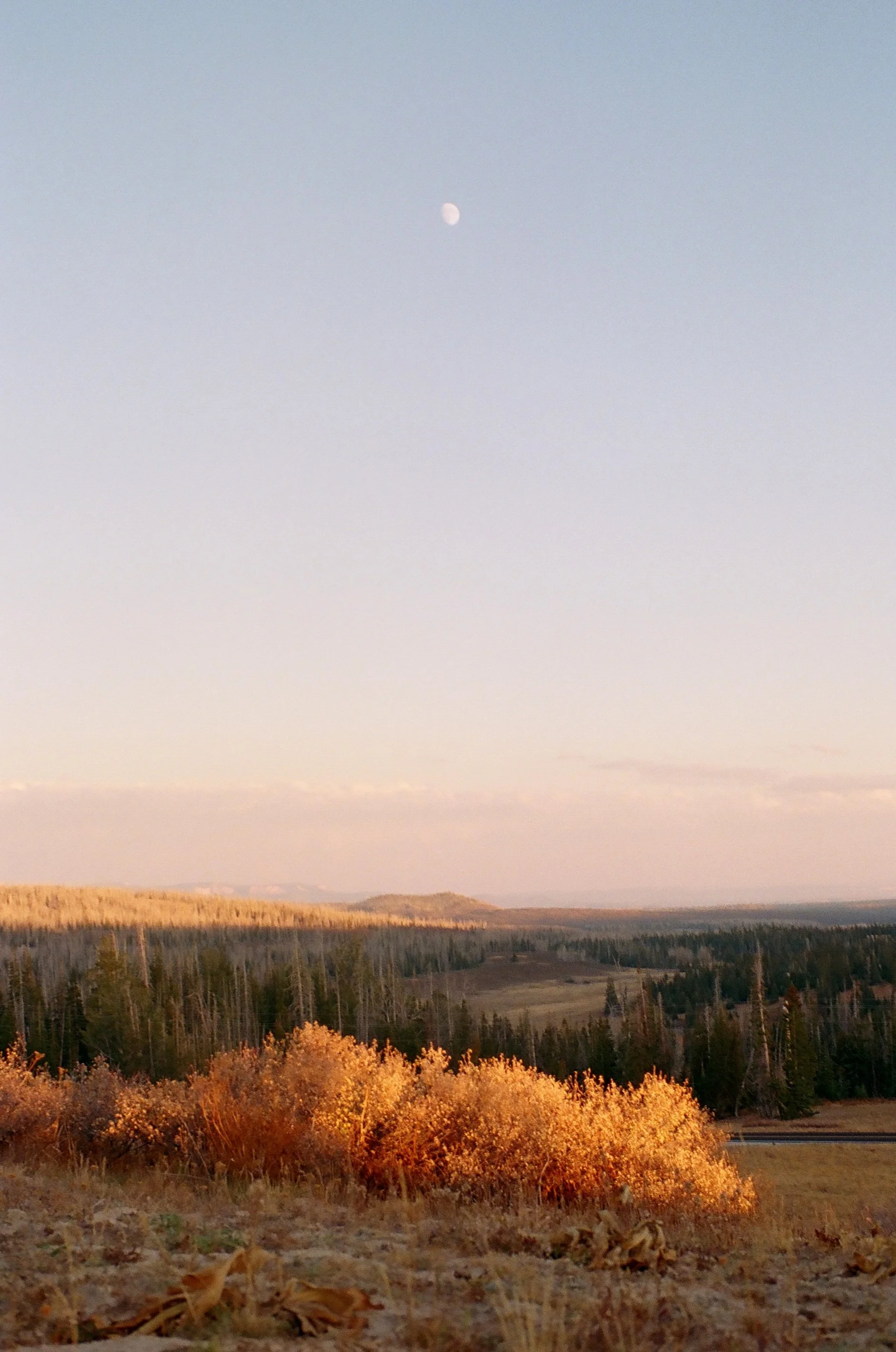 Landscape scene showing a wide view of a forest with trees and hills in the background during sunset or sunrise, with the moon visible in the sky.