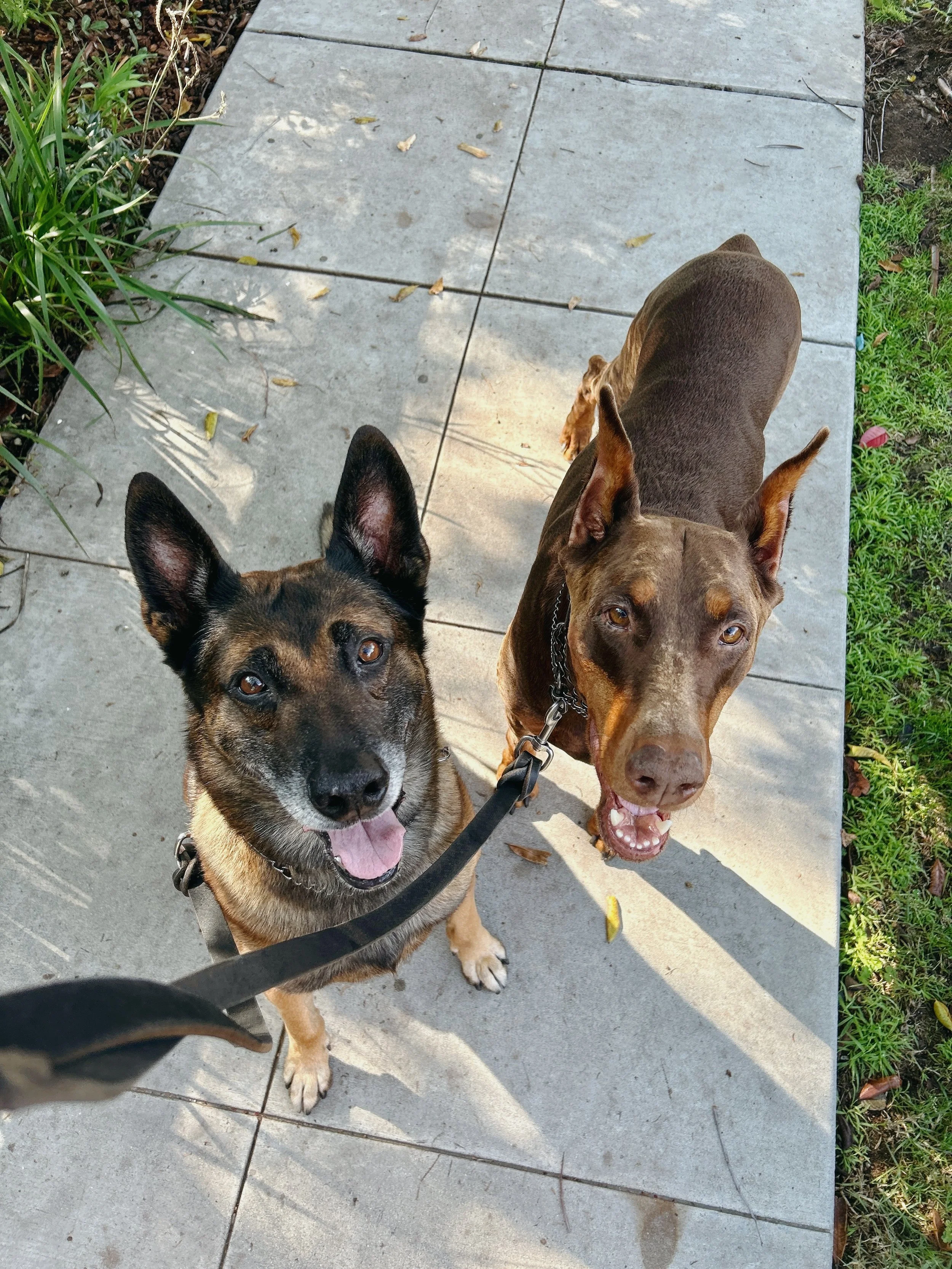 Two dogs on a leash standing on a concrete sidewalk, looking up at the camera. The dog on the left is a German Shepherd mix with black and tan fur, and the dog on the right is a brown Doberman. There is greenery and soil on either side of the sidewalk.