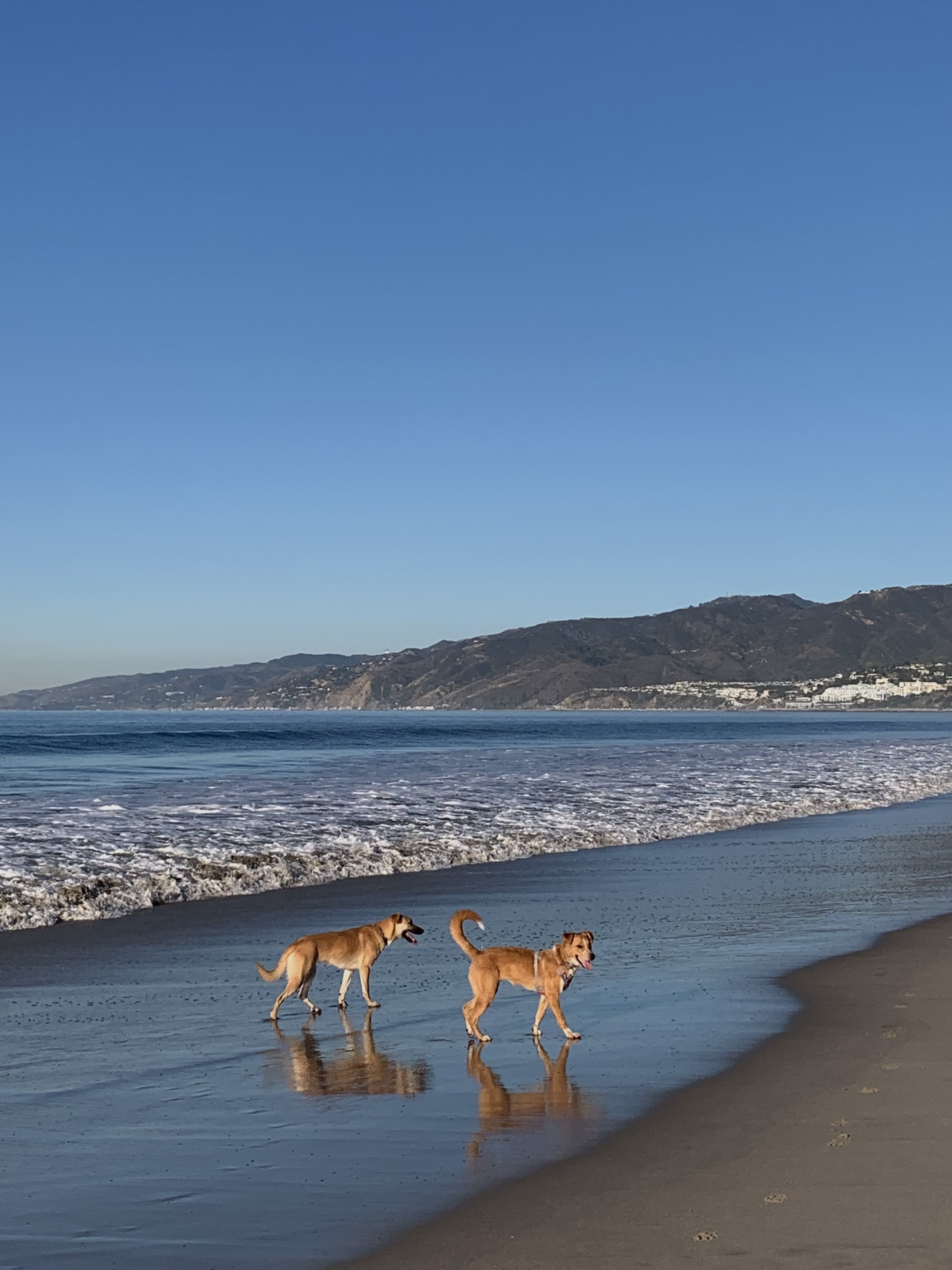 Two dogs walking along the shoreline with ocean waves and distant hills in the background.