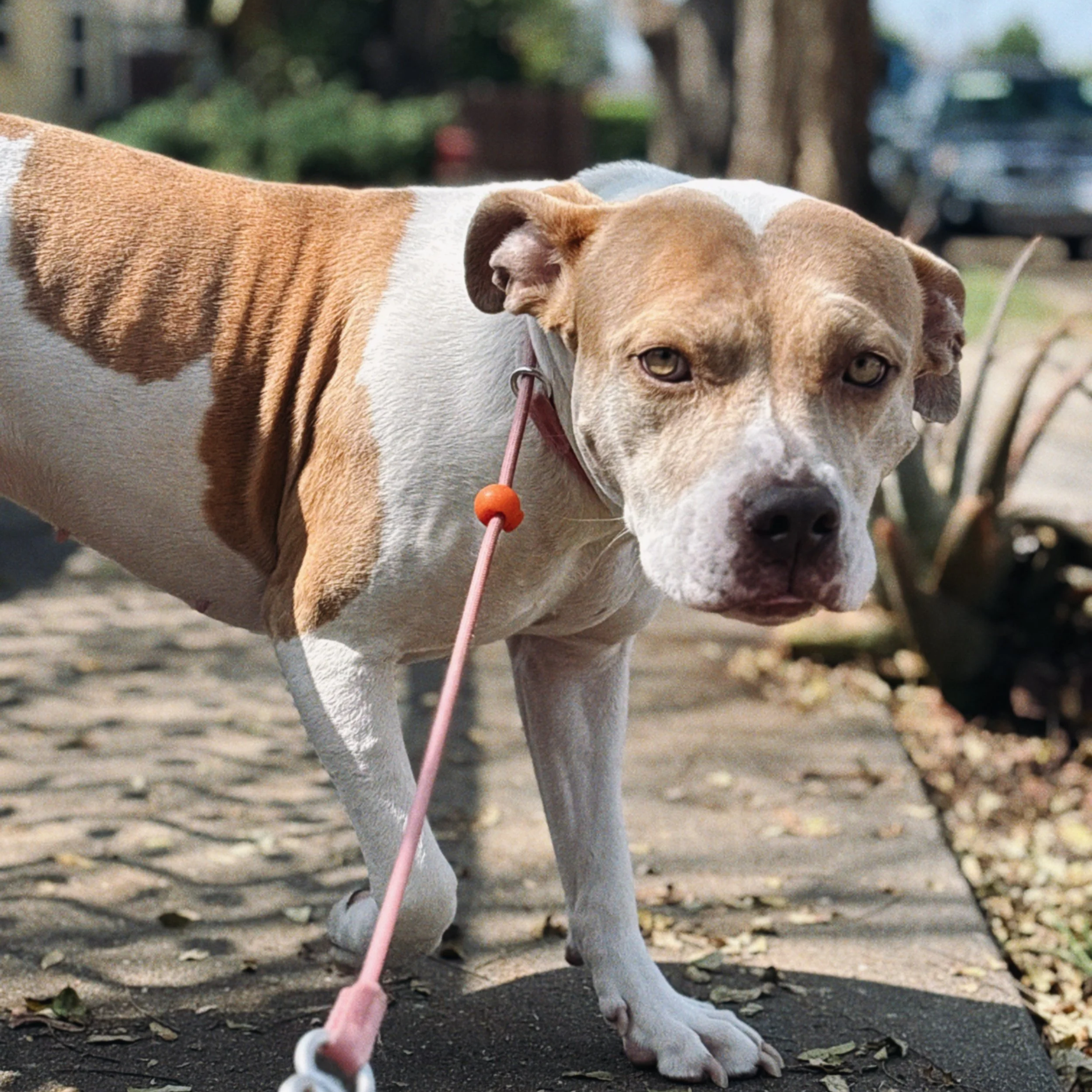 A tan and white dog with light-colored eyes sitting on a dirt ground with fallen leaves, looking at the camera. The dog is wearing a collar and leash, and the background shows blurred outdoor scenery with trees and a house.