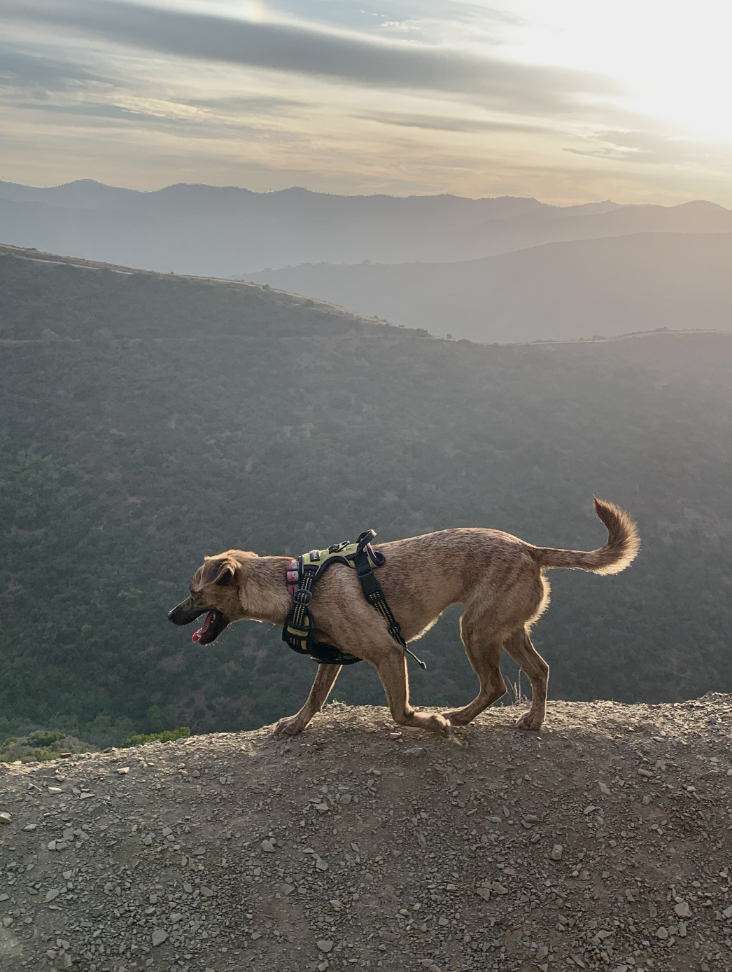 A dog wearing a harness walking on a rocky trail on a mountain ridge during sunset, with a view of layered mountain ranges in the background.