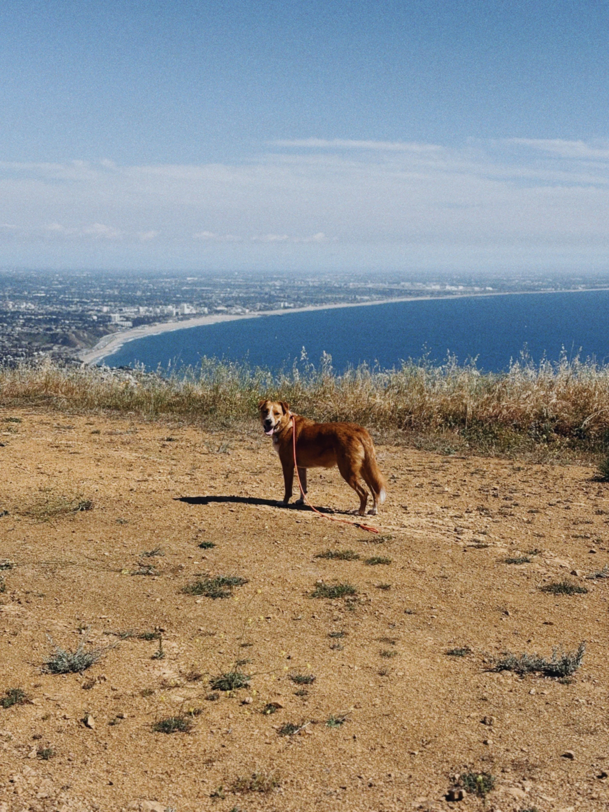 A brown dog standing on a dry, grassy hilltop overlooking a coastal city and the ocean, with blue sky and scattered clouds in the background.