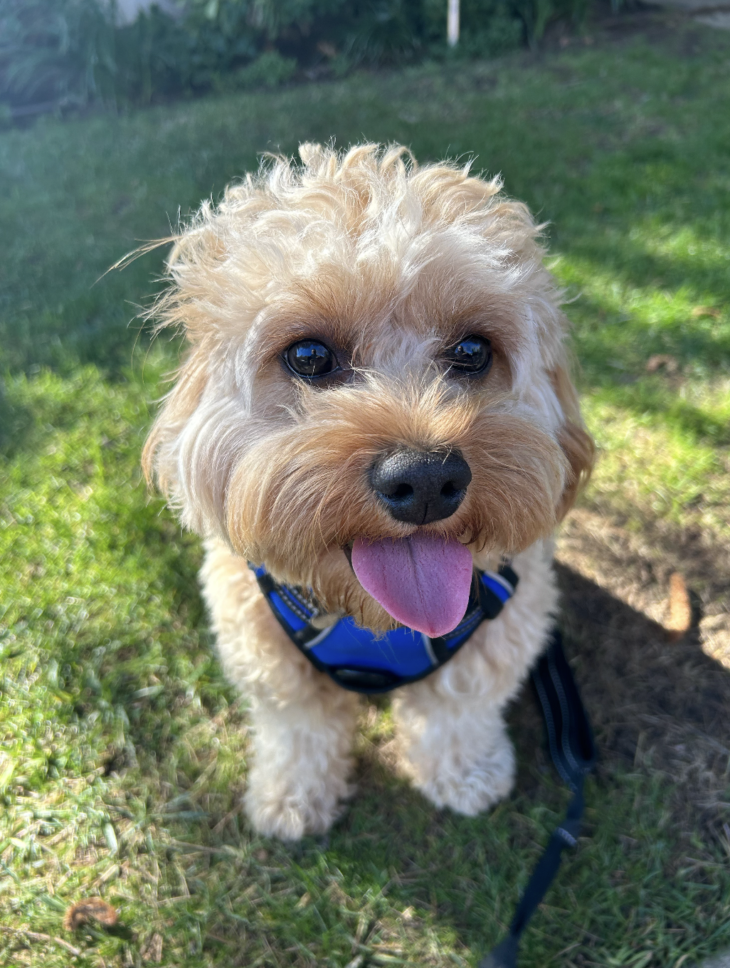 A cute blonde curly-haired dog with black eyes and tongue sticking out, wearing a blue harness, standing on grass in a backyard.