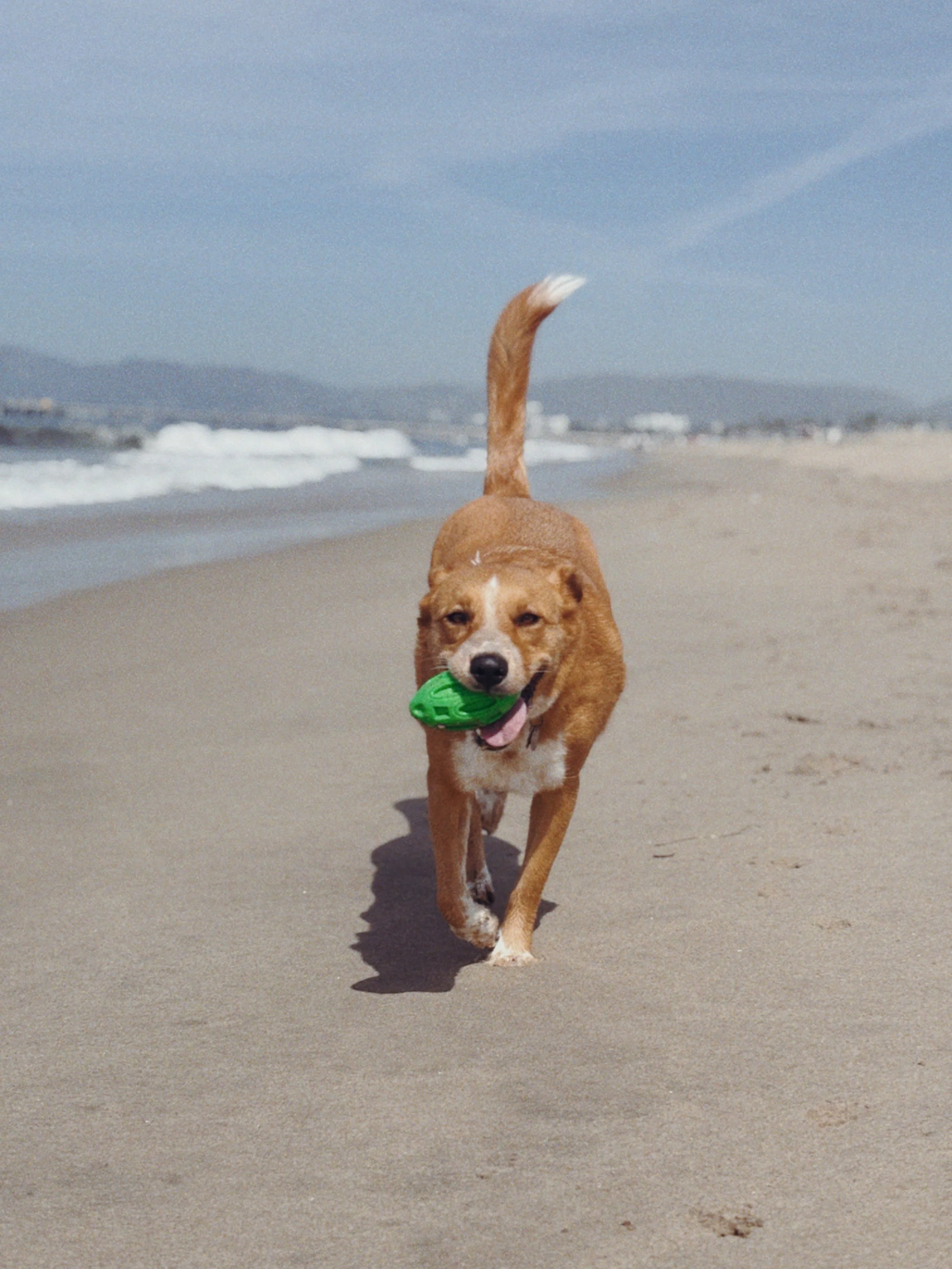 A dog with brown and white fur running on a sandy beach with a green toy in its mouth, ocean waves and mountains in the background.
