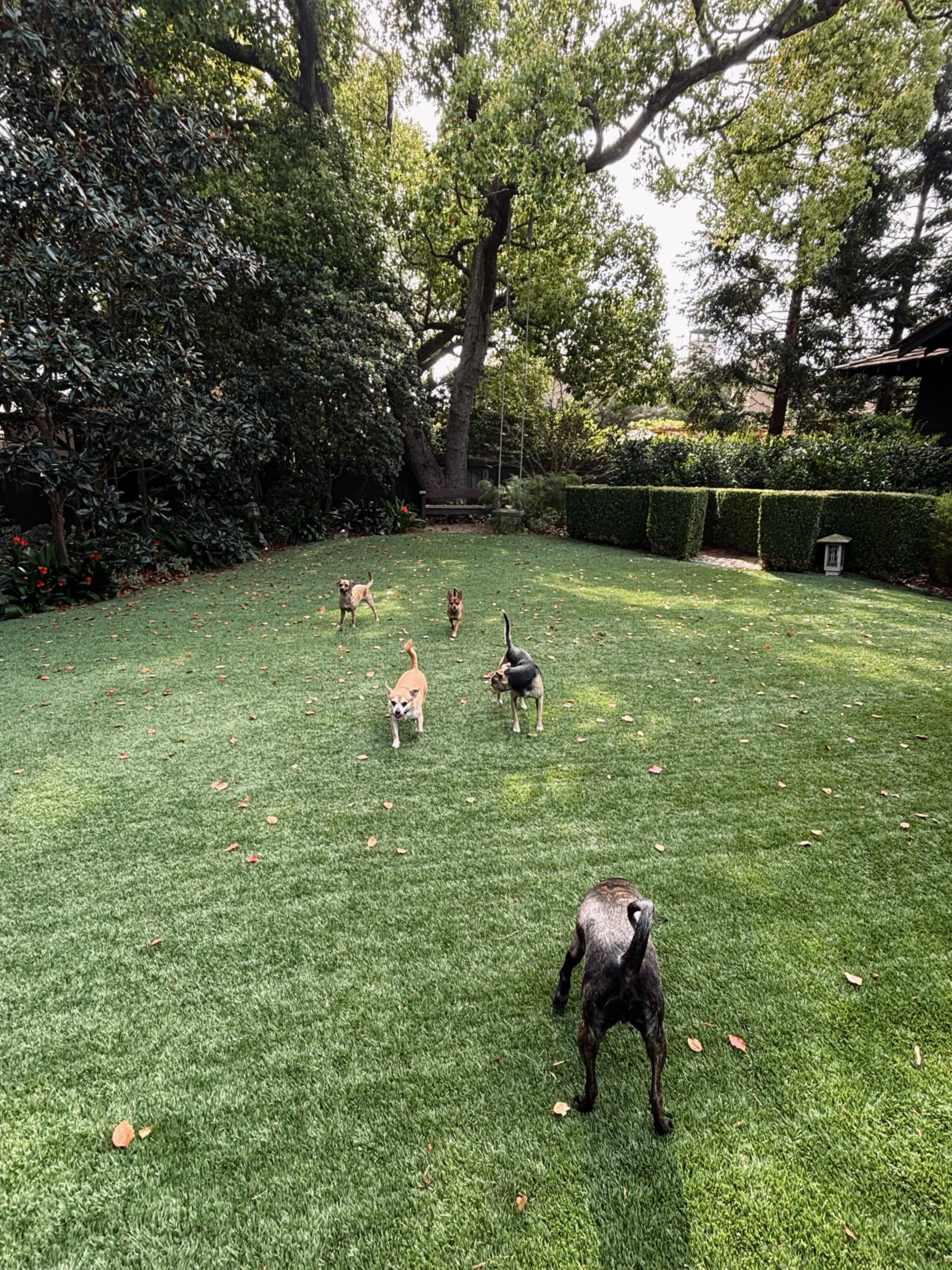 Backyard with lush green grass, tall trees with hanging branches, and several dogs playing and running around.