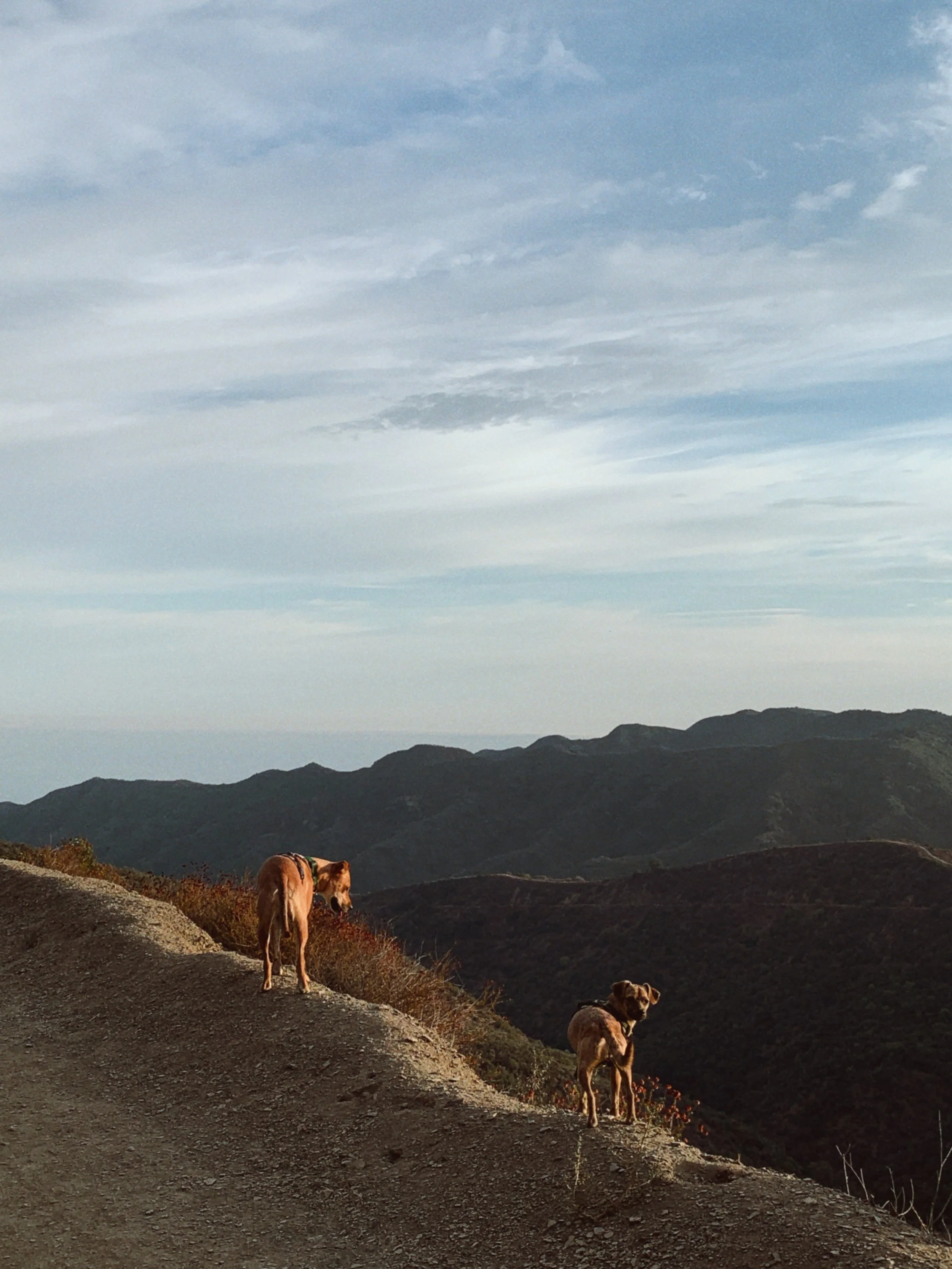 Two dogs standing on a mountain trail with a mountainous landscape in the background, under a cloudy sky.