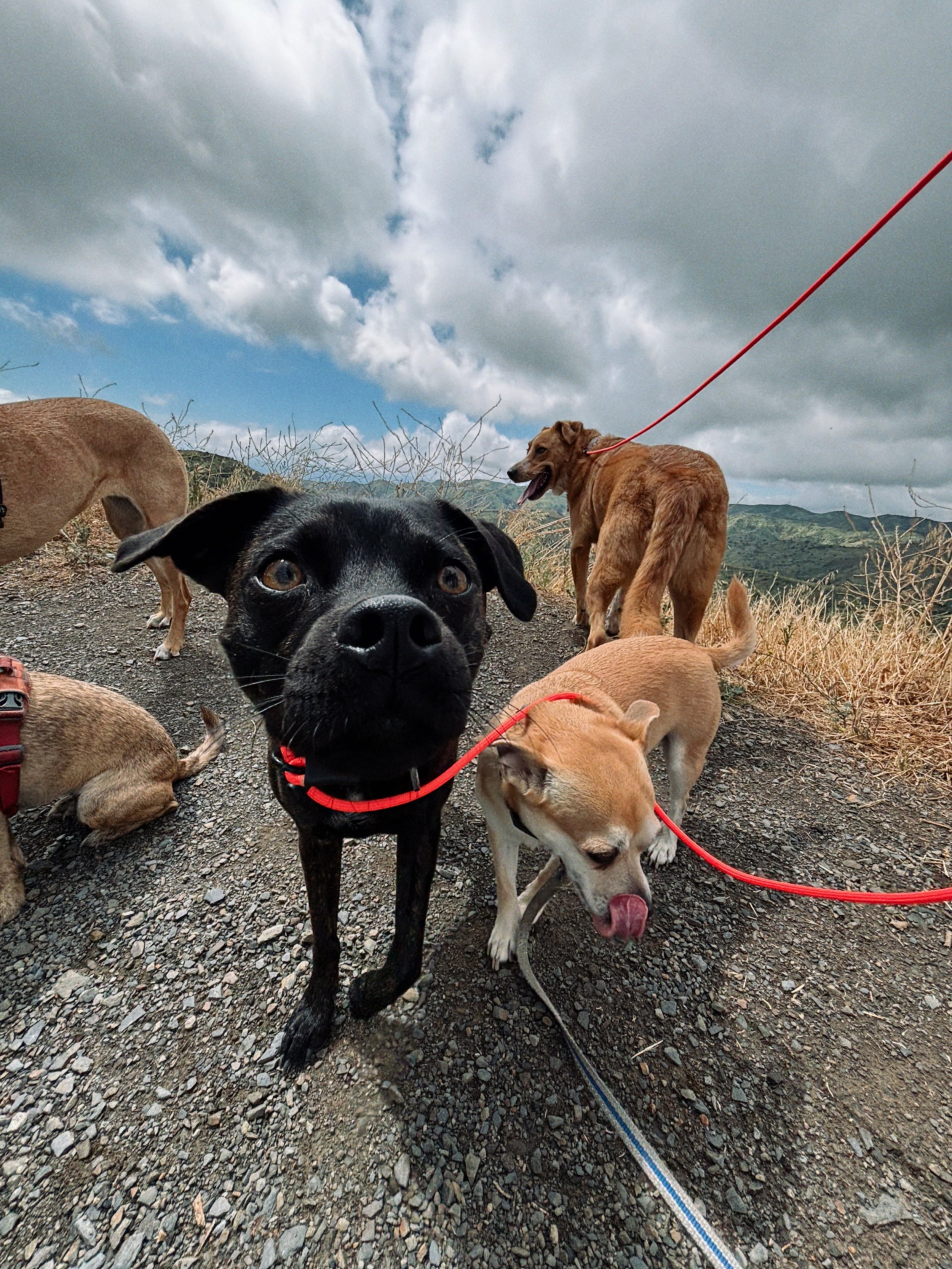 Multiple dogs on a gravel trail with cloudy sky and mountains in the background.