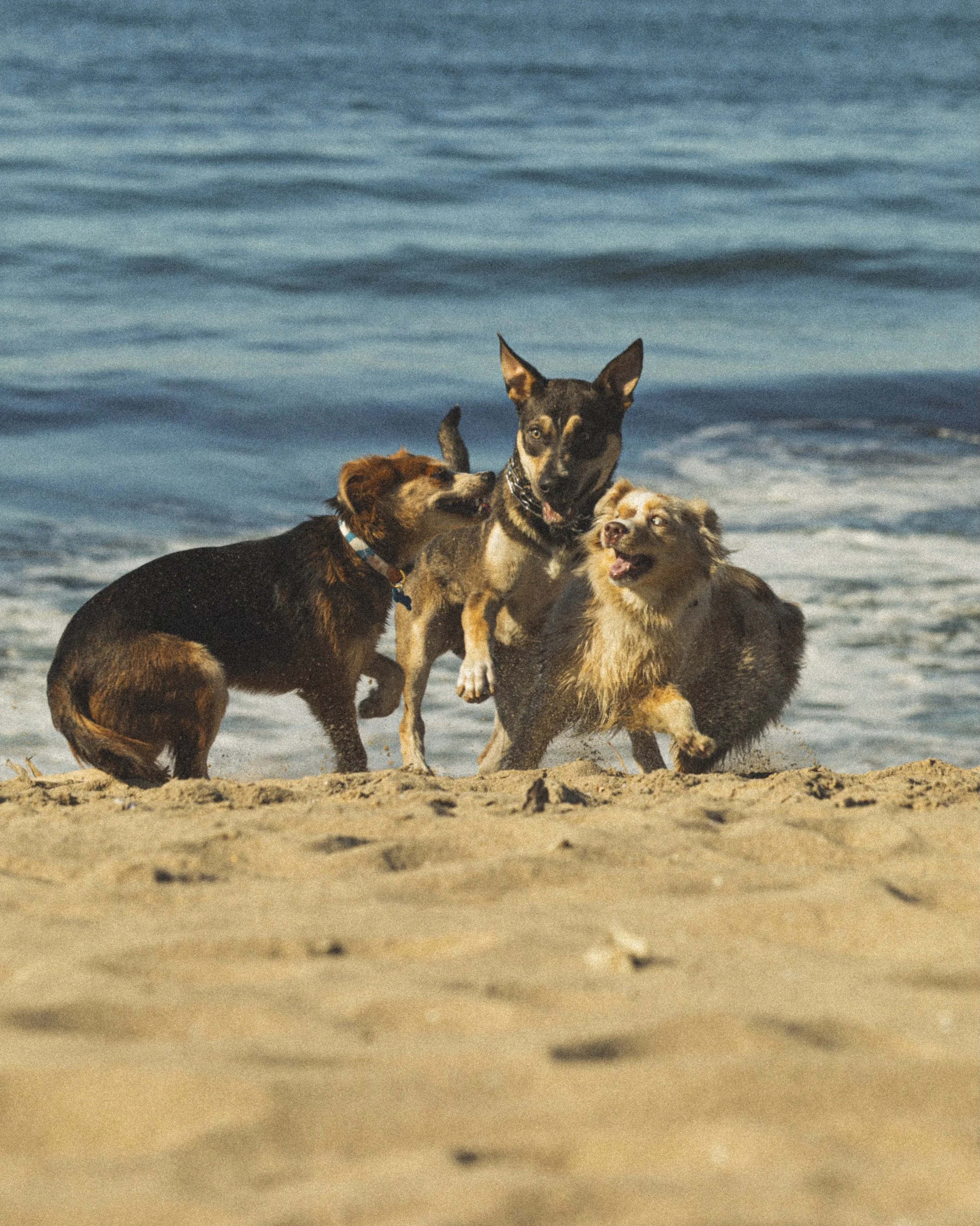 Three dogs playing on the beach with ocean waves in the background.