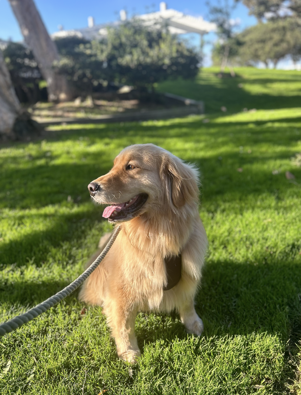 Golden retriever dog sitting on grass in a park with trees and a bridge in the background on a sunny day.