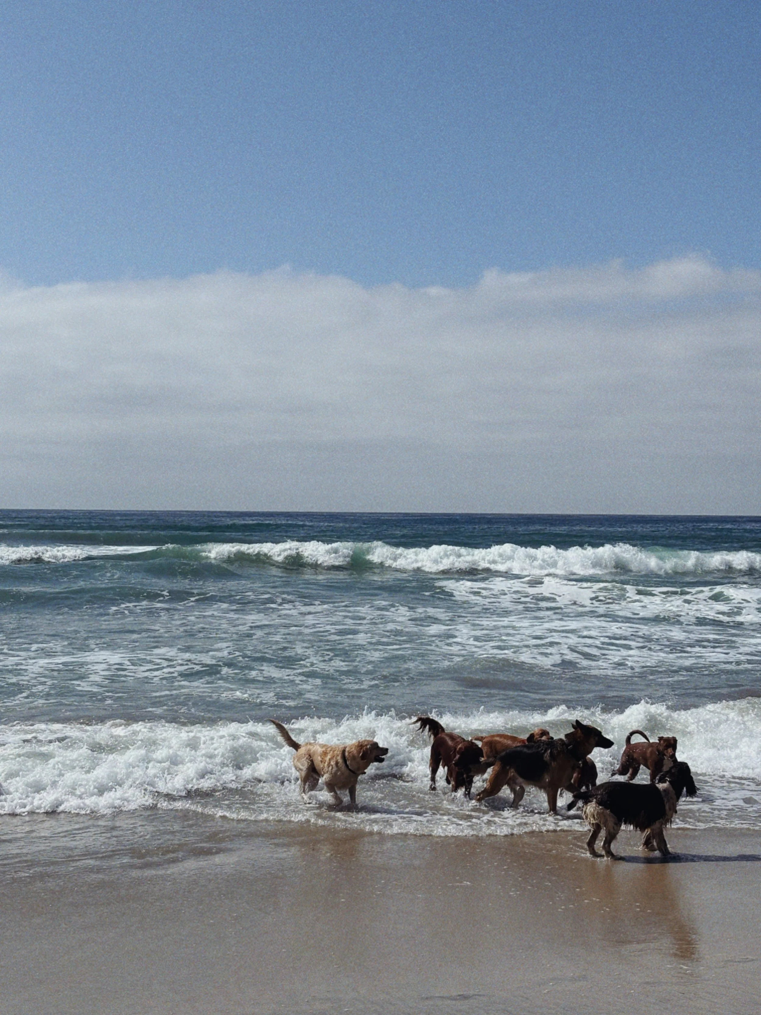 Group of dogs playing in the ocean waves on a sandy beach under a cloudy sky.