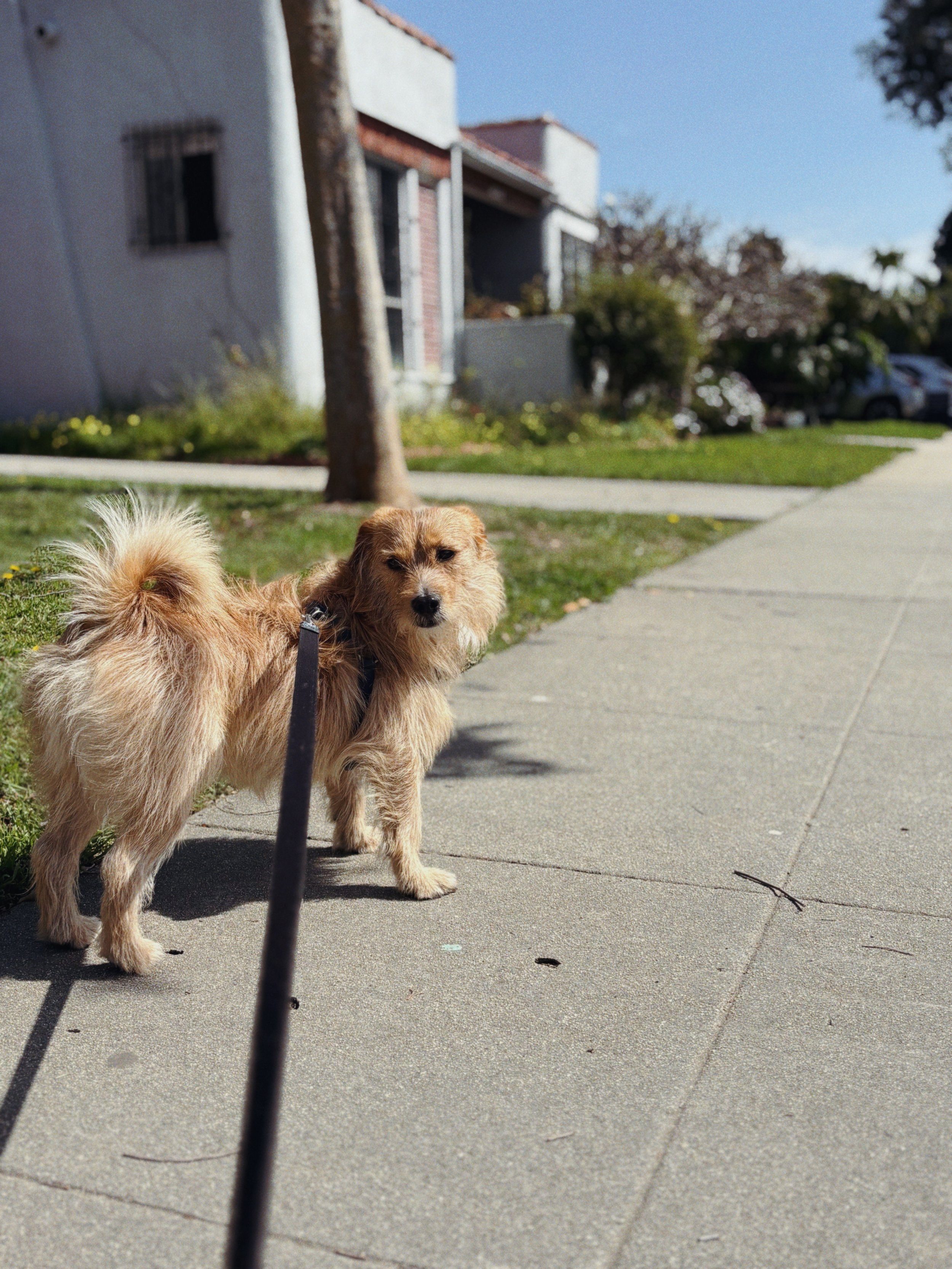 A small tan dog with fluffy tail standing on a sidewalk, facing the camera, with trees, parked cars, and residential buildings in the background.