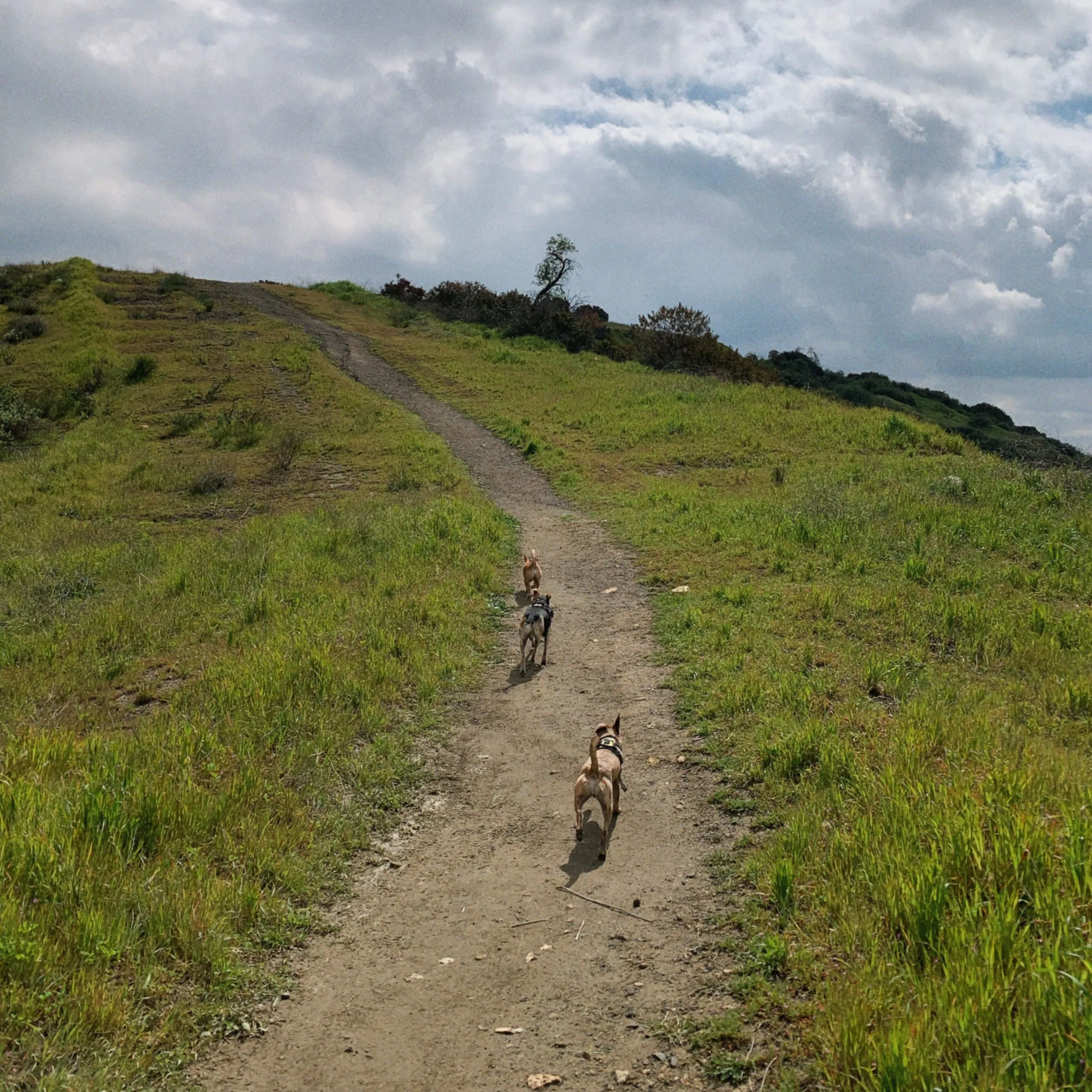 Hiking trail on a grassy hillside with a few trees under a cloudy sky, and two small dogs walking along the dirt path.