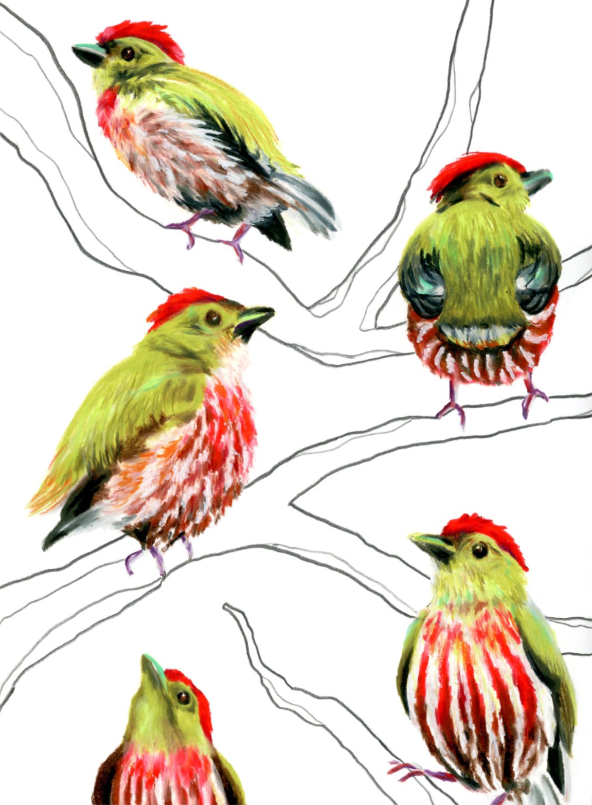 Realistic illustrations of bright birds from various angles on branches. Birds rendered in water-soluble crayons. Branches rendered in graphite pencils.