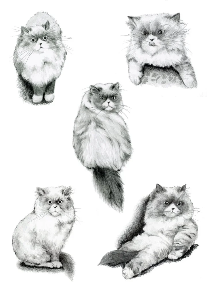 5 graphite pencil illustrations of fluffy cat in different poses and with different expressions.