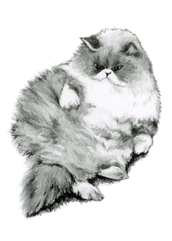 Graphite pencil illustration of a very fluffly and slightly grumpy cat lying on its back and staring at its stomach.