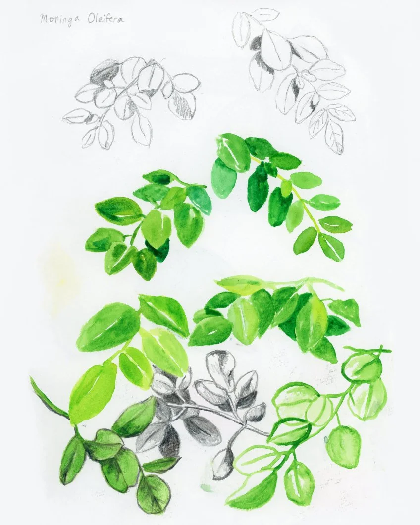 Graphite pencil and watercolor sketches of moringa oleifera plant.