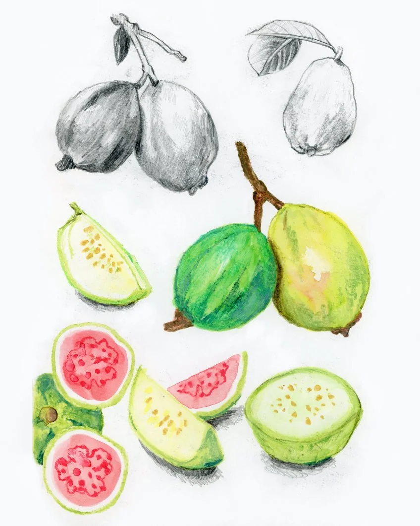 Graphite pencil, watercolor, and water-soluble crayon sketches of guava fruit.