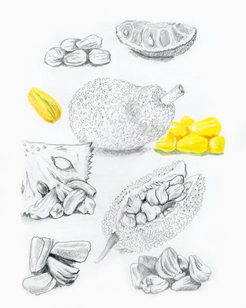 Graphite pencil and watercolor sketches of jackfruit.