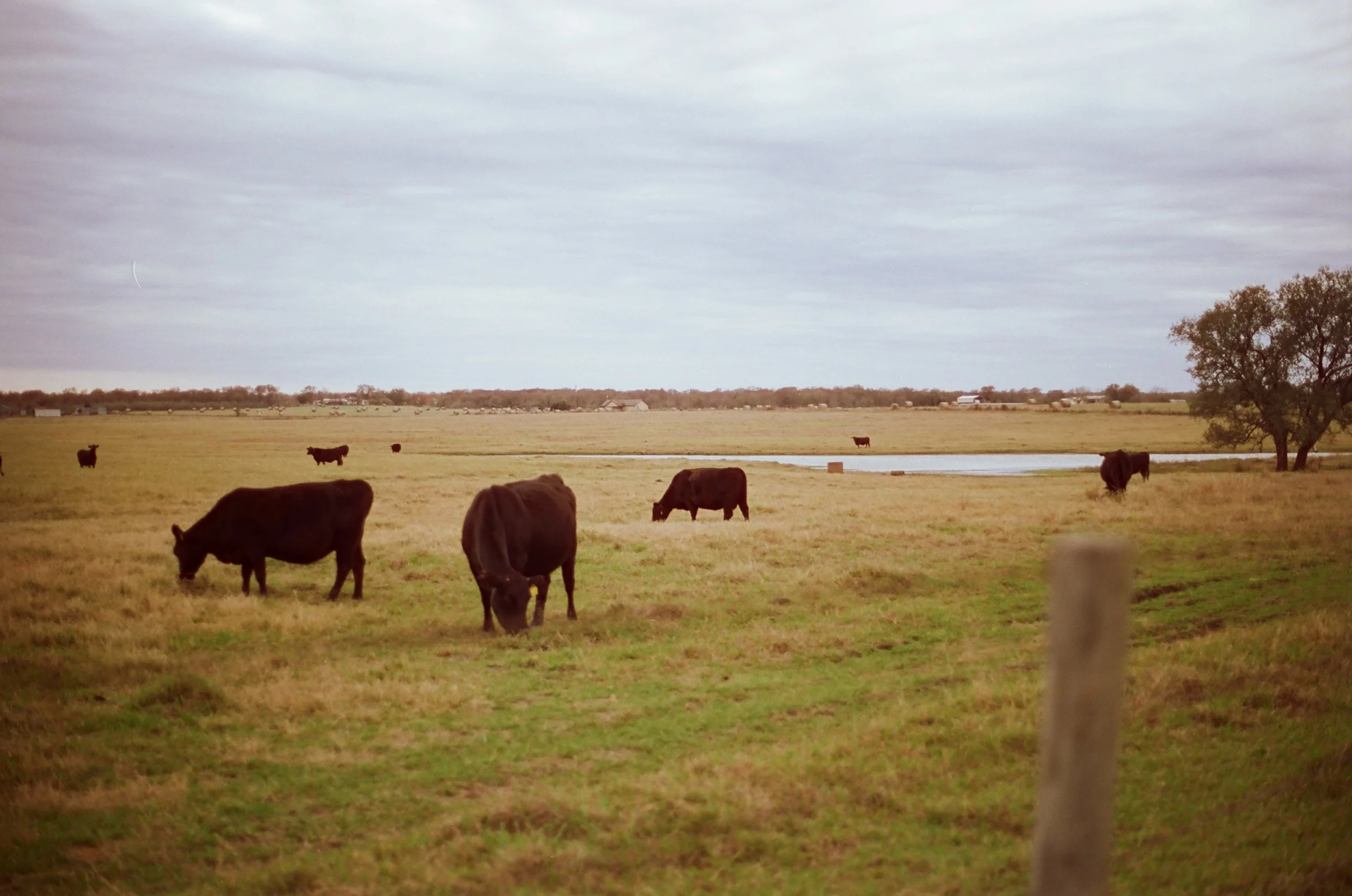 Texas Plains
