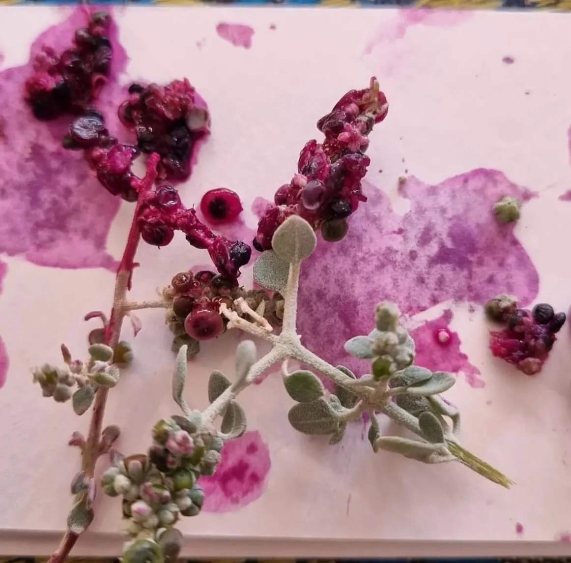 Artist spotlight! ⭐️ Our treasured local artist Win Moser has been busy experimenting with natural pigments made from bark, charcoal, soil and plants. These will be used as part of the interactive drawing activity Sonic Flow on Saturday nights Lab Li