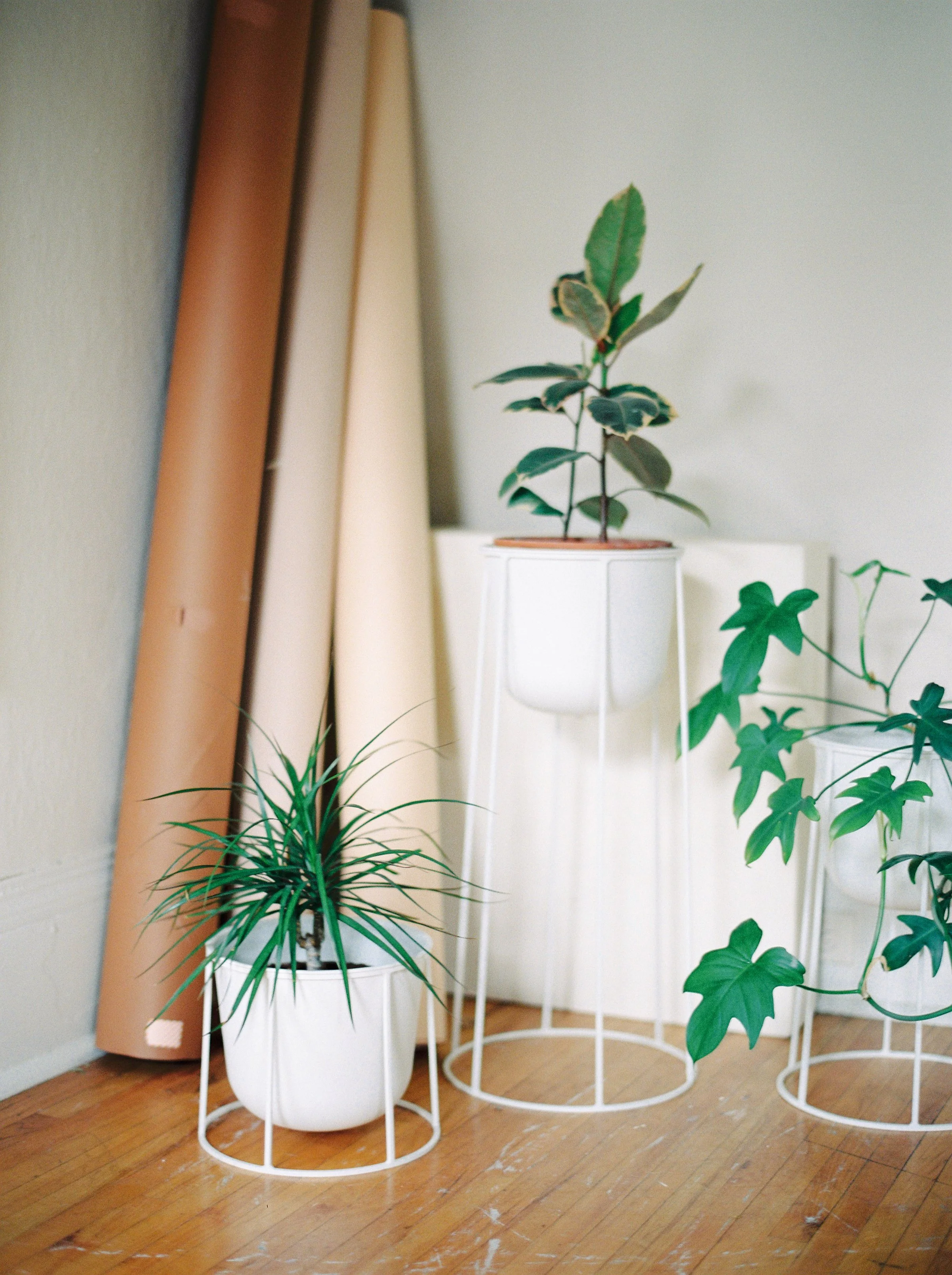 Potted plants in the corner