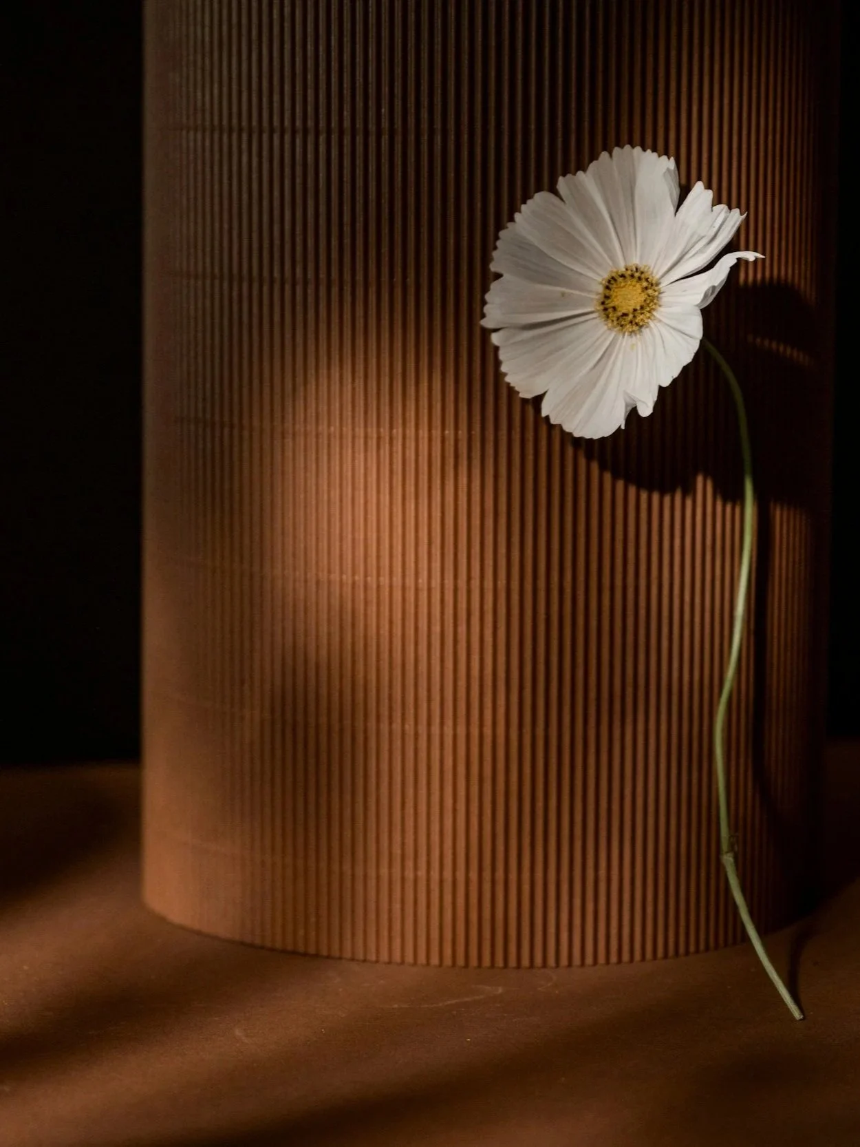 White flower with a yellow center leaning against a vertically striped brown surface, casting a shadow.