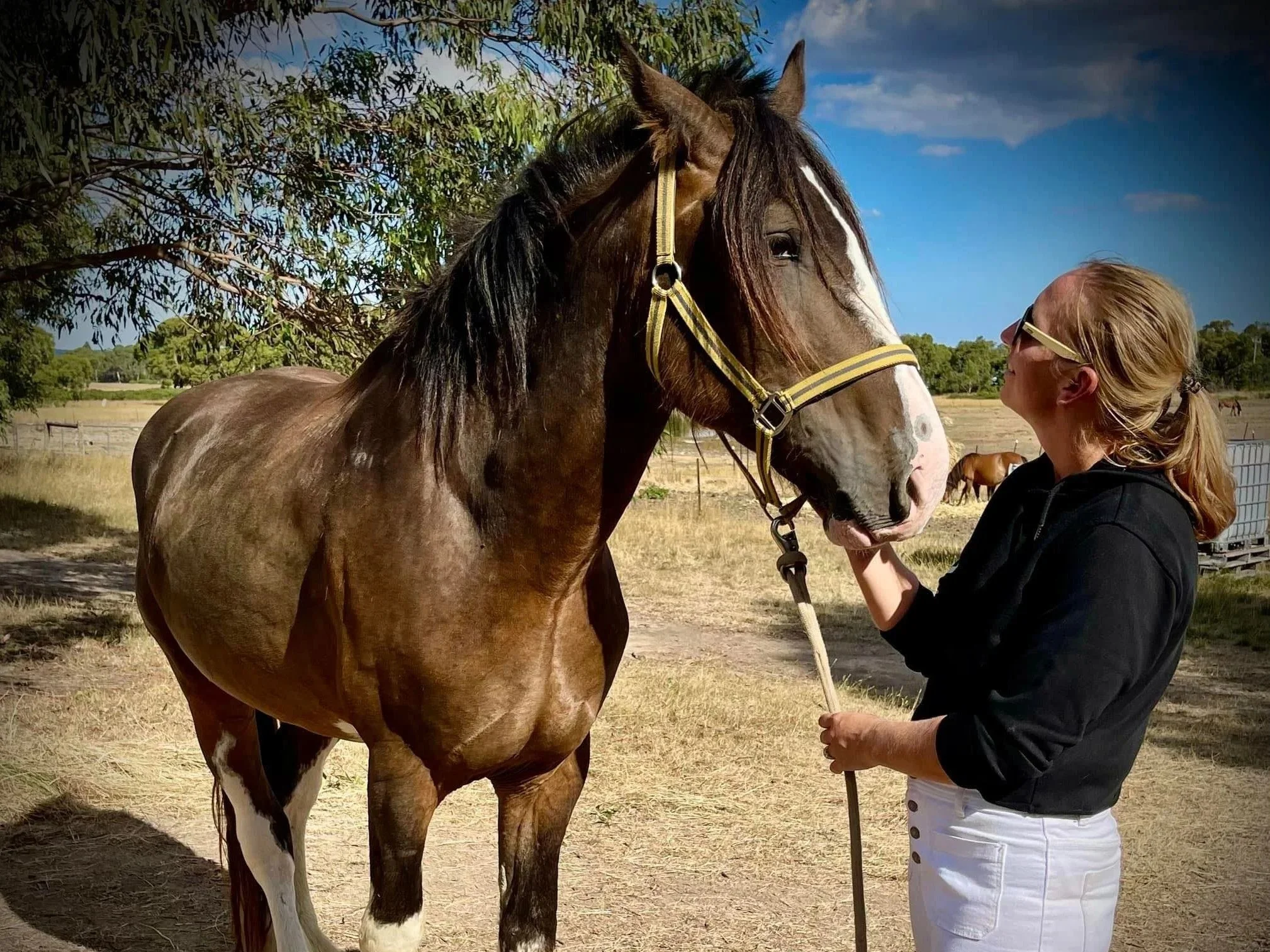 A woman with blonde hair in a ponytail, wearing sunglasses, a black hoodie, and white pants, is holding a yellow bridle on a large brown and white horse. The woman is standing outdoors on a sunny day, touching the horse's face, with trees and a fenced pasture in the background.