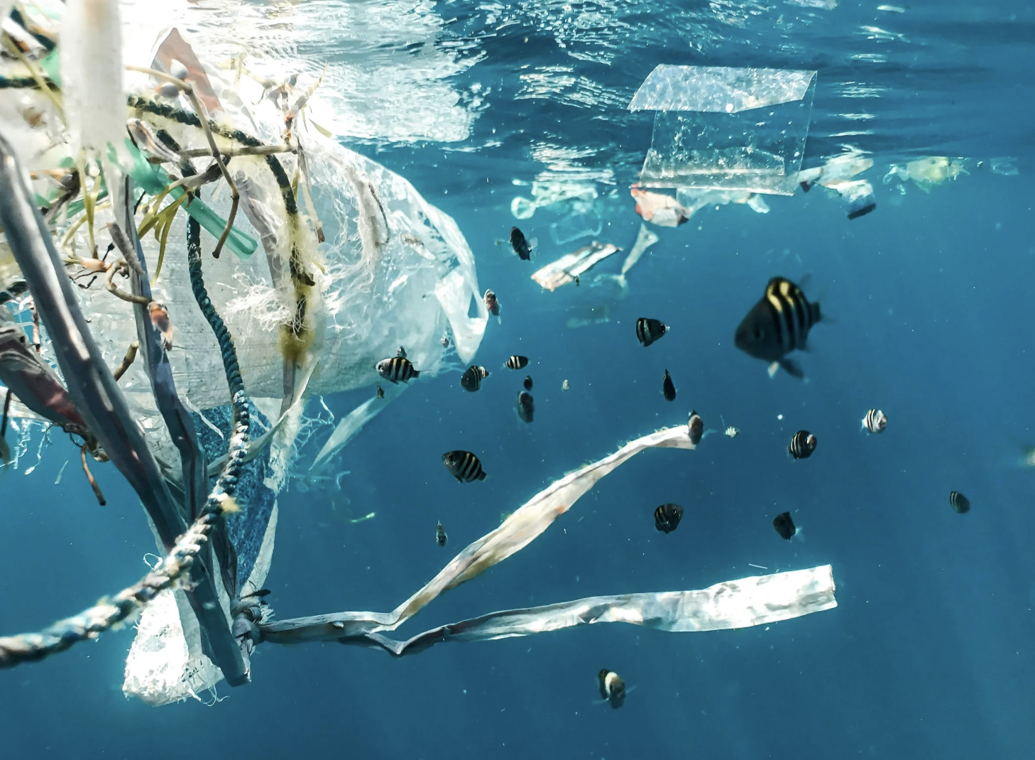 The Waste Potential in Ecological Assets