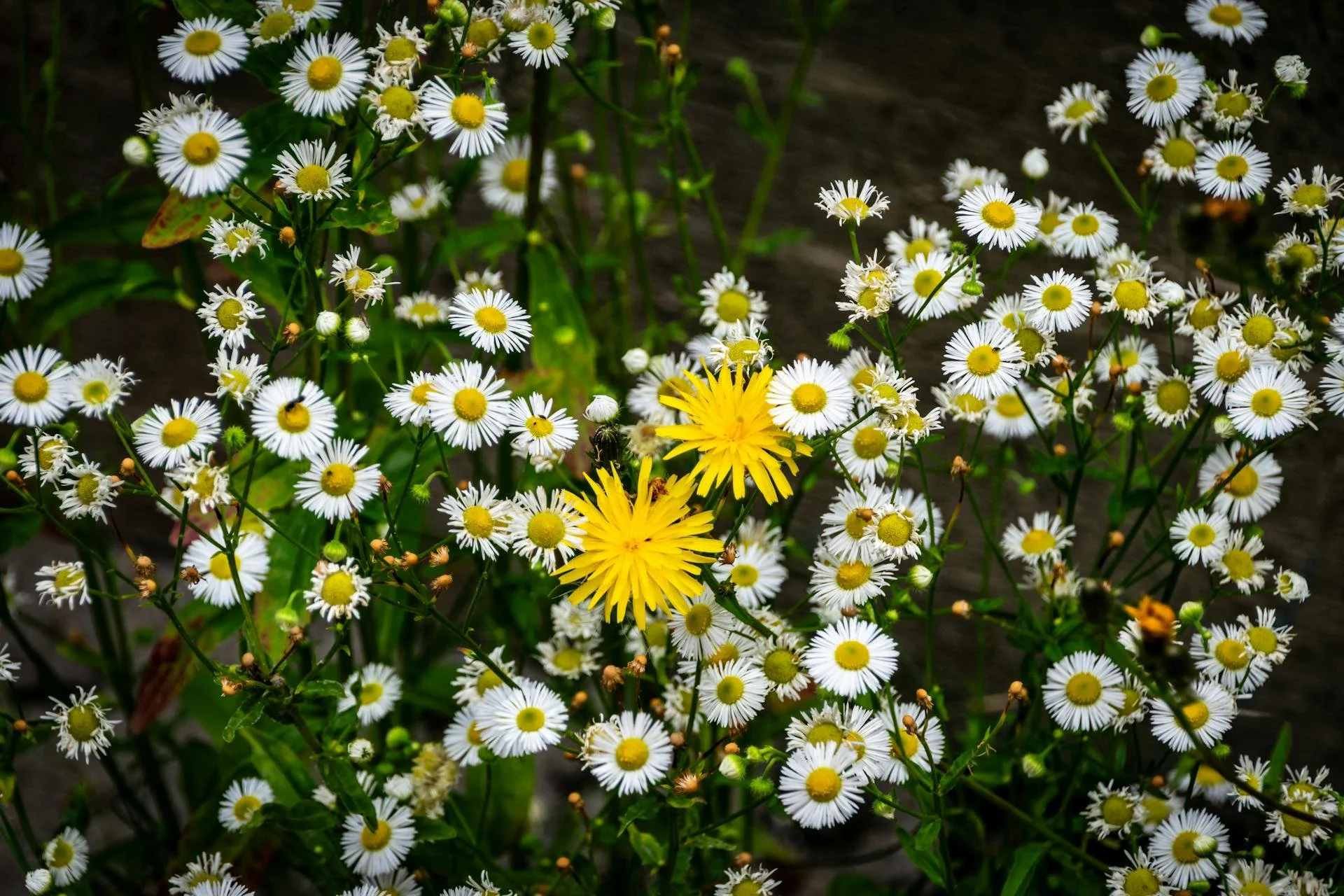 Discernment Counseling