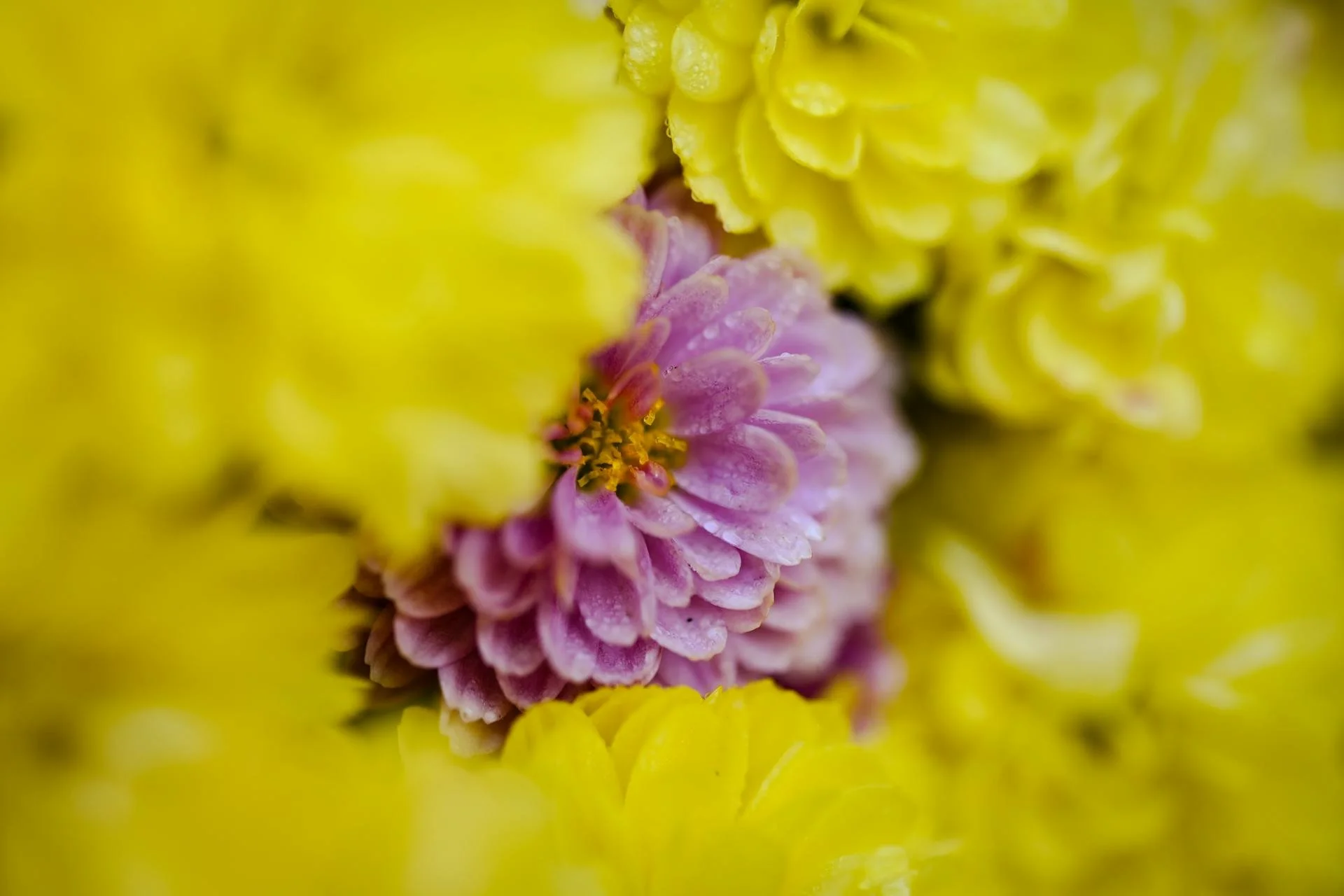 Pre-Marital Counseling