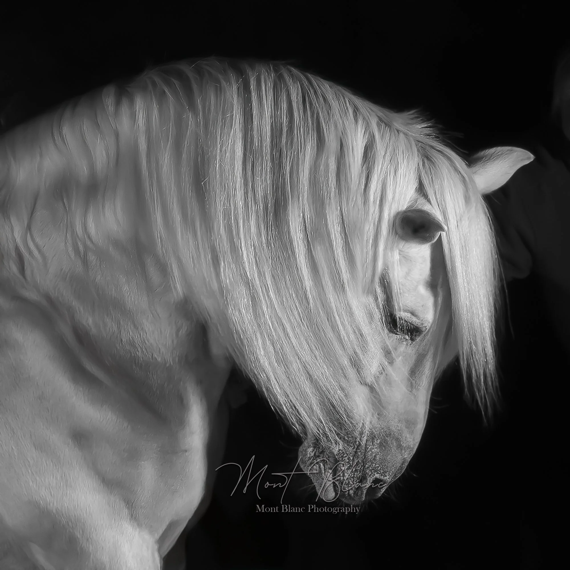 White horse (Copy) nn (Copy) (Copy) (Copy)