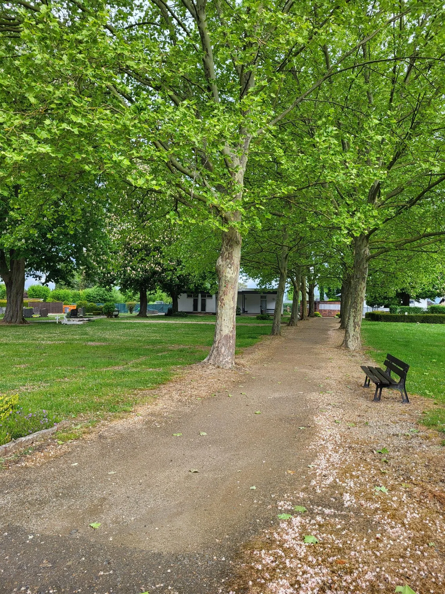 Ein Park mit mehreren Bäumen, einem Weg, einer Bank, und einem Haus im Hintergrund.