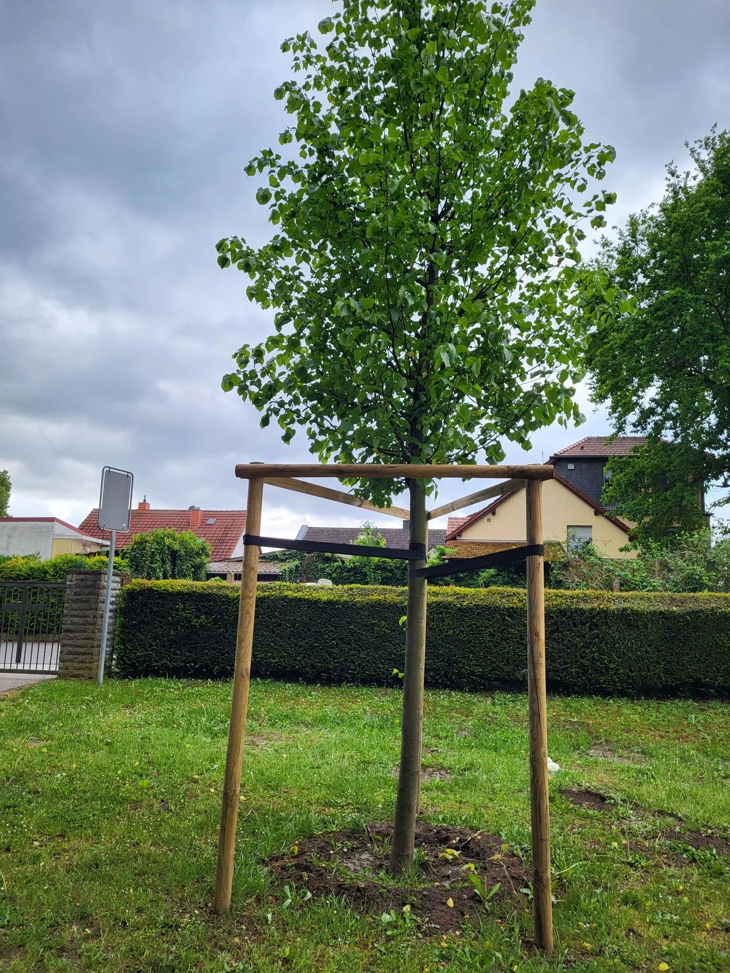 Ein Baum, der in einem Garten gepflanzt wurde, mit einem provisorischen Holzrahmen um ihn herum. Hausdächer und bewölkter Himmel im Hintergrund.