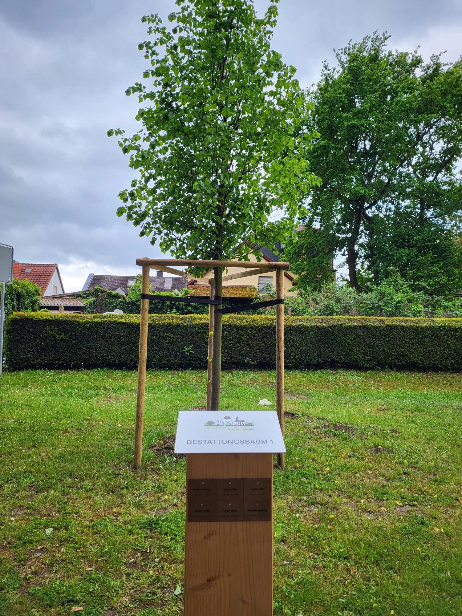 Ein junger Baum mit einer Schutzumrahmung aus Holz in einem Garten, mit einer Tafel, auf der "Bestattungsbaum 1" steht, umgeben von Grünflächen und Häusern im Hintergrund.
