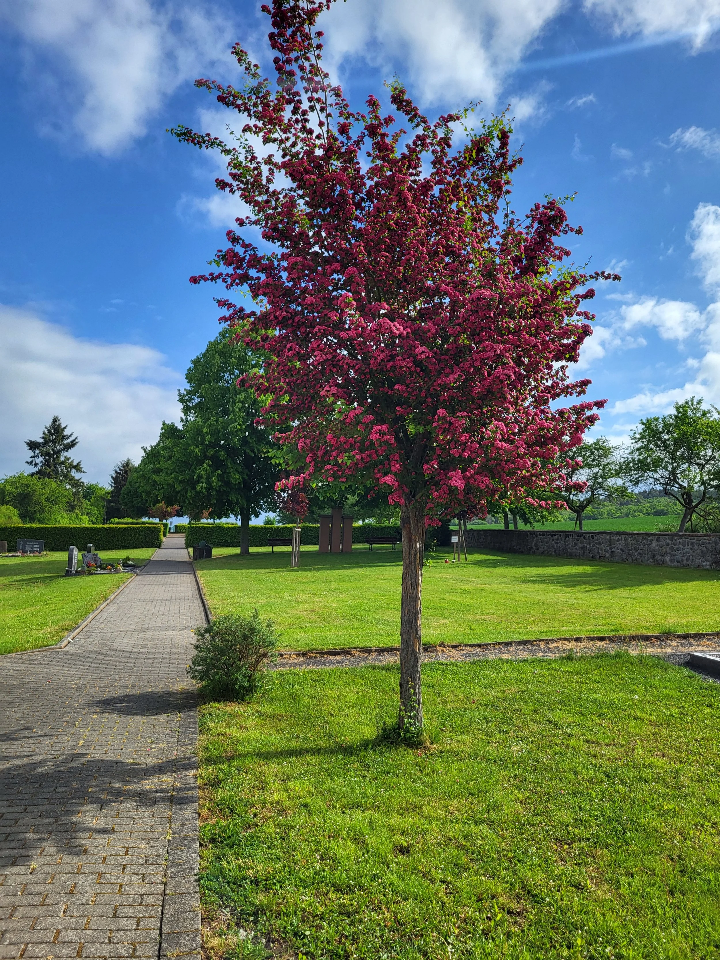 Ein blühender Baum mit pinken Blüten steht an einem sonnigen Tag in einem gepflegten Park, umgeben von grünem Rasen und anderen Bäumen, mit einem Gehweg im Vordergrund.