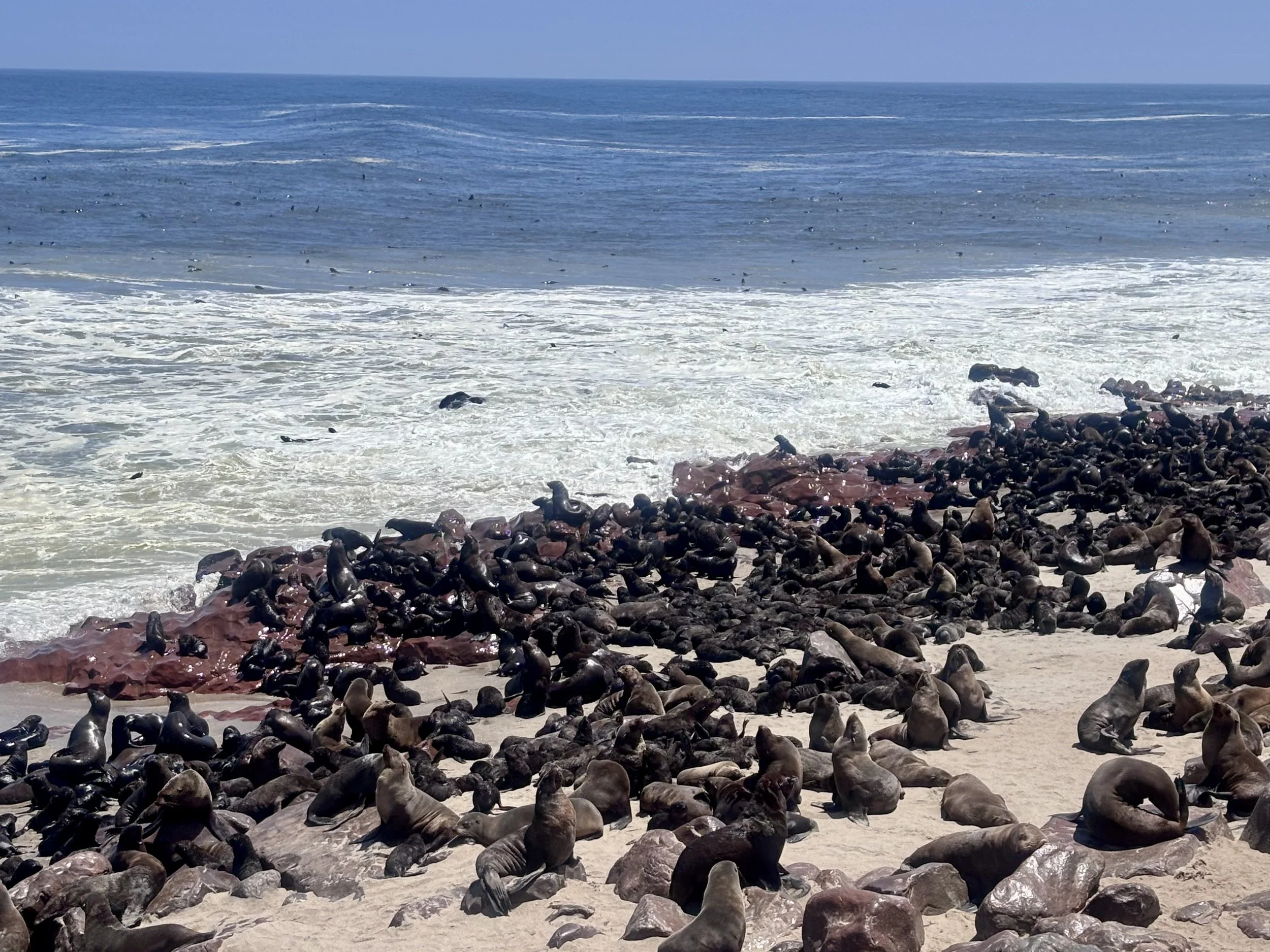 Cape Cross Seal Colony Skeleton Coast Swakopmund