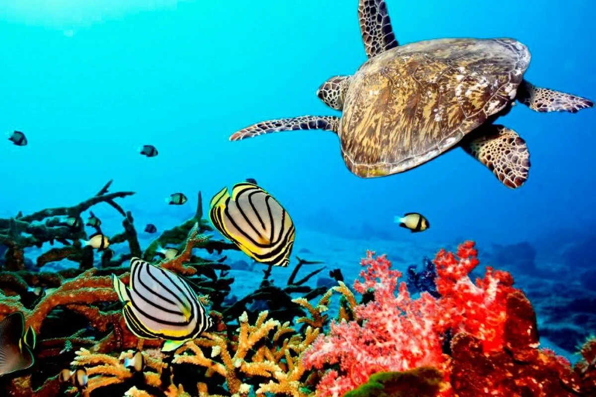 The Diver's Travel Guide: 3 Bucket-List Scuba Trips That Changed My Life