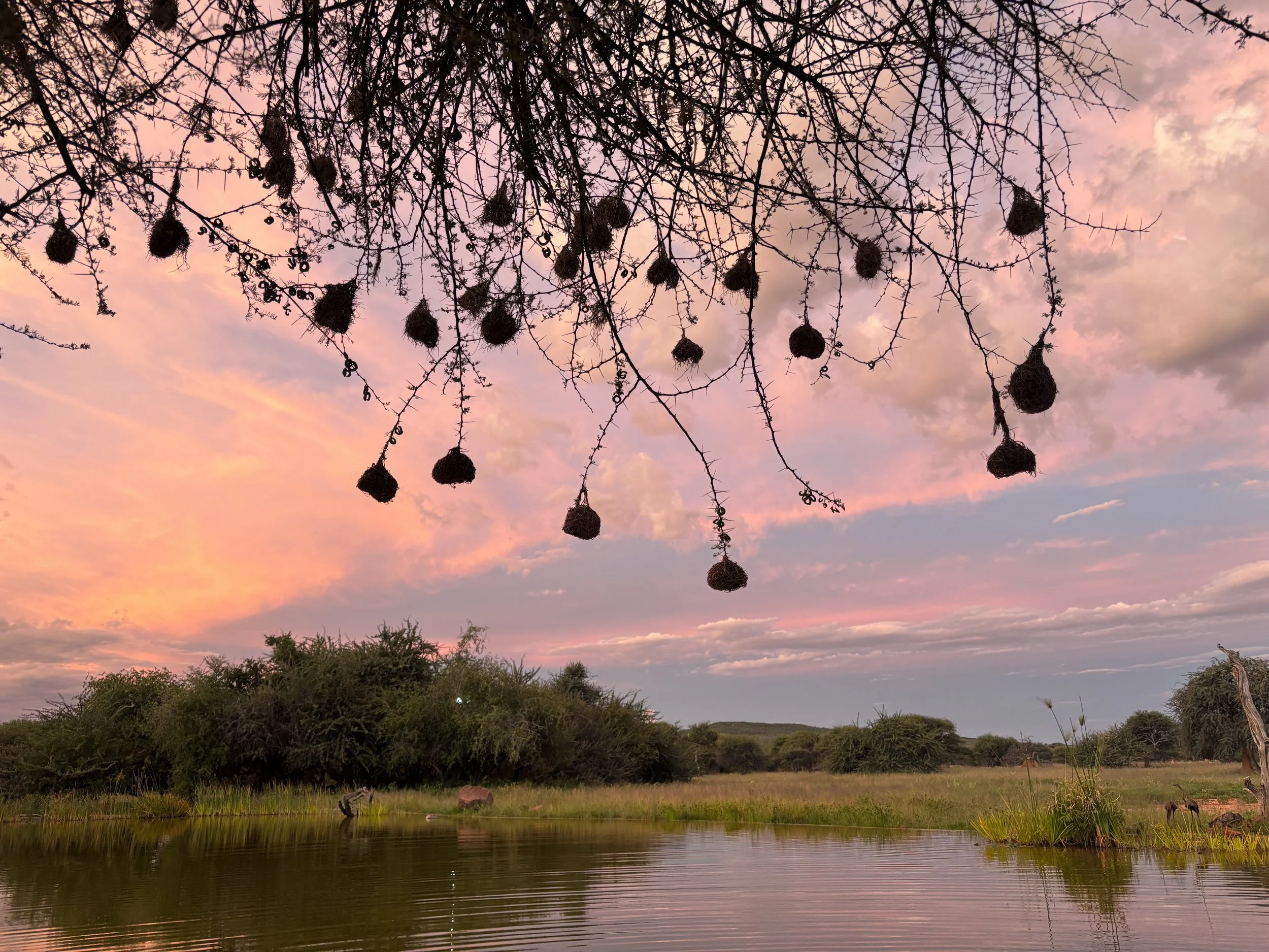 Omboroko Mountains Okonjima Game Reserve Leopards Safari Lodge Luxury