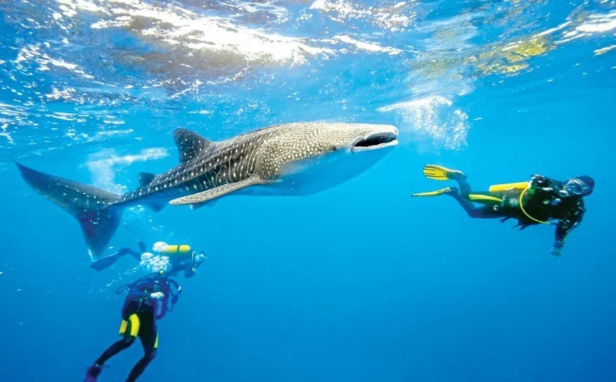 Three scuba divers swimming alongside a massive, beautifully spotted whale shark in clear, sun-drenched blue Caribbean waters off the coast of Utila.